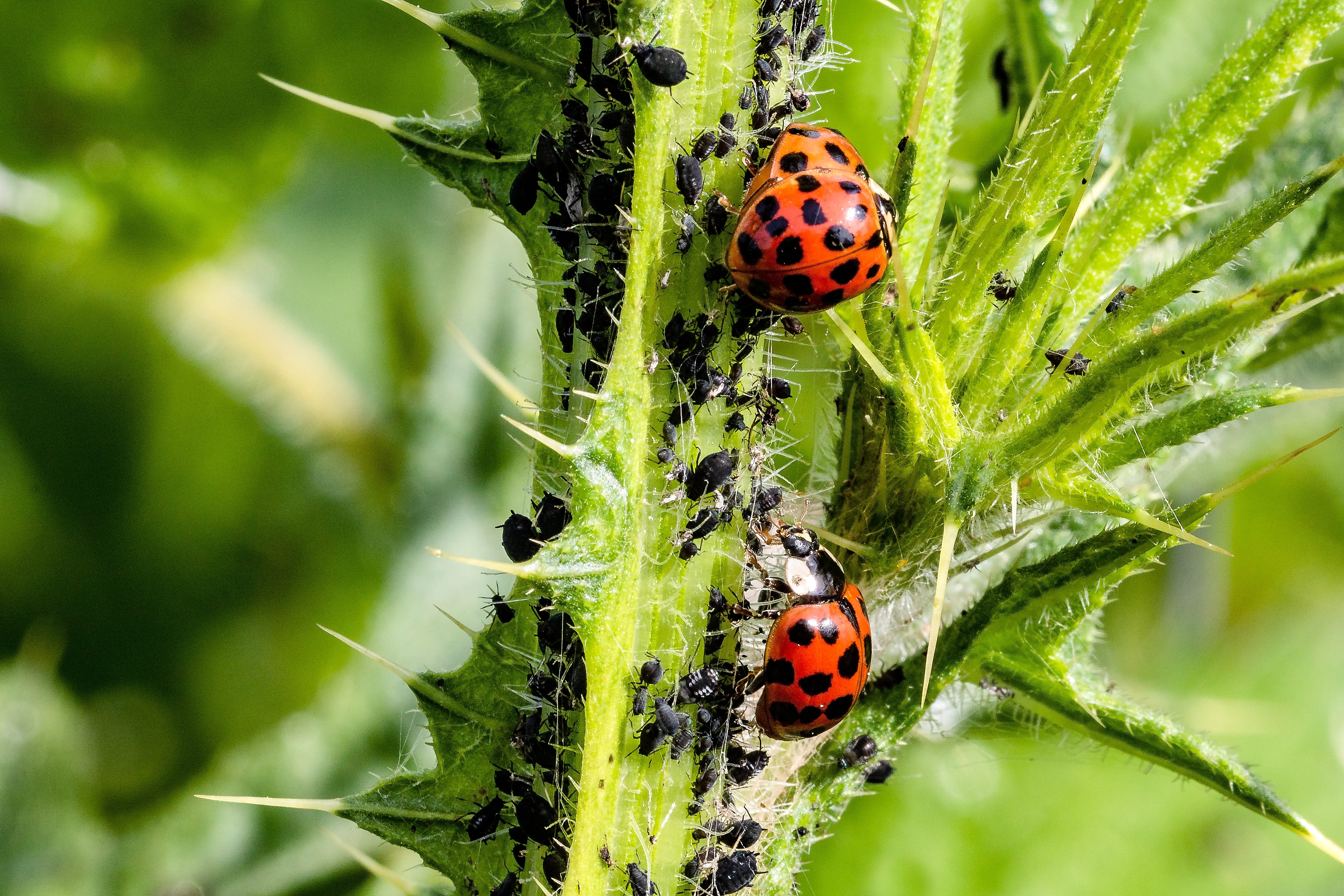plant, insect, small, focus on foreground, harmonia axyridis, day, pairing, green, leaf, close-up, two, invertebrate, sting, beetle, ladybug, animal themes, HD Wallpaper