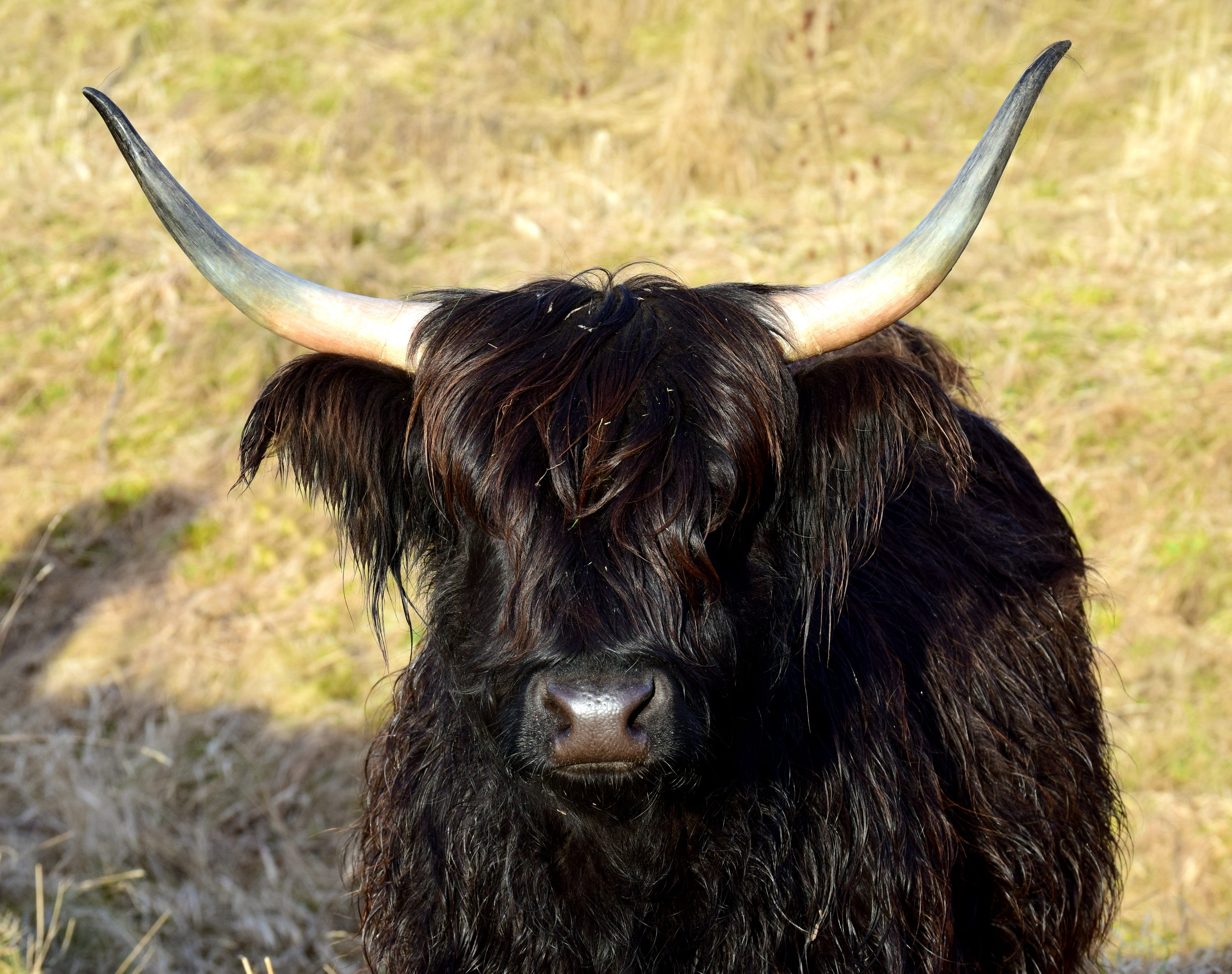 meadow, scottish, beef, animal head, highland cattle, 4K, horned, shaggy, day, domestic, black, herbivorous, pasture, no people, agriculture, outdoors, HD Wallpaper