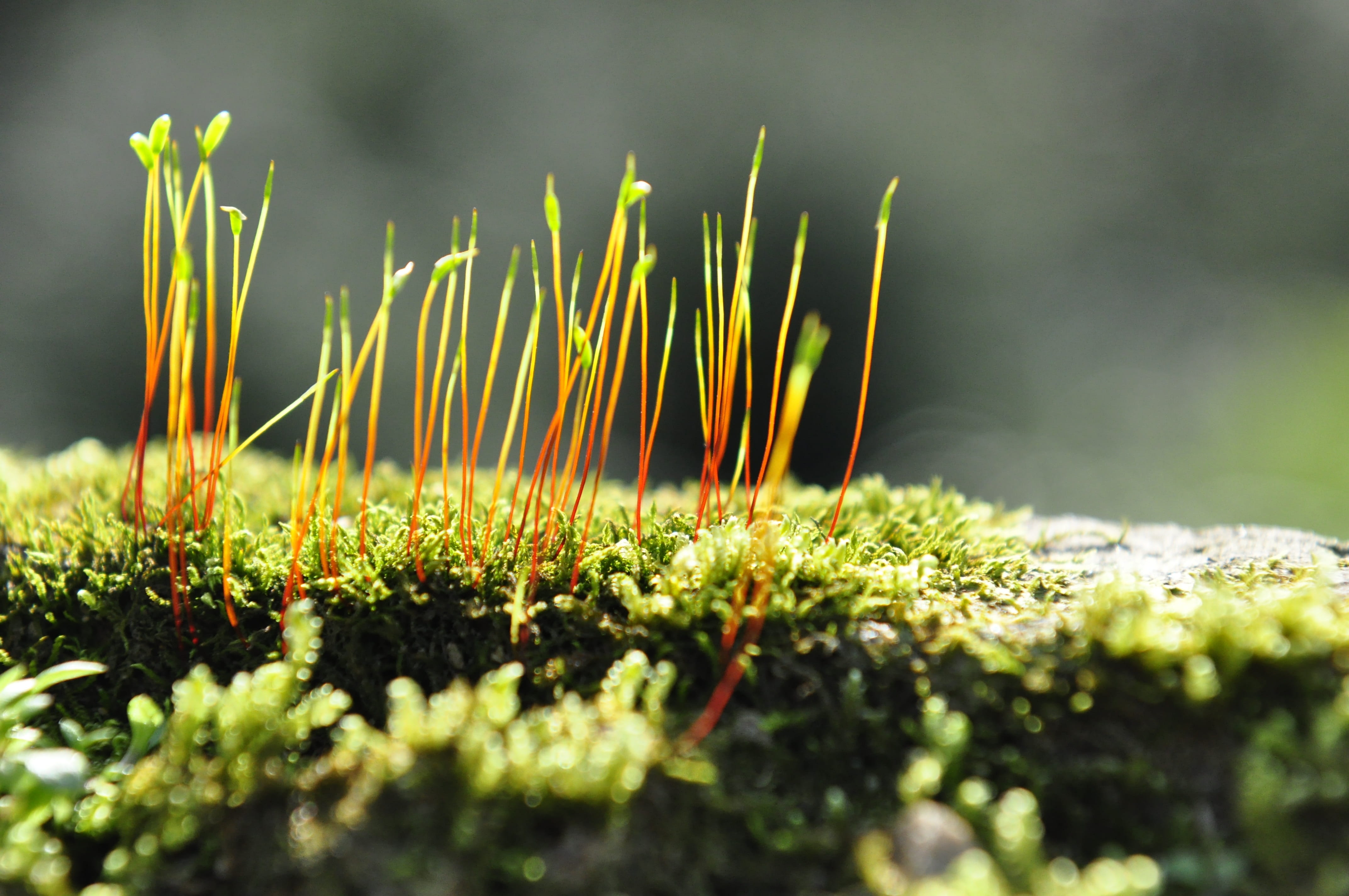 macro, grass, defocused, surface level, forest, Moss, close-up, selective Focus, Biological, day, flower, vulnerability, leaf, nature, green Color, tranquility, HD Wallpaper