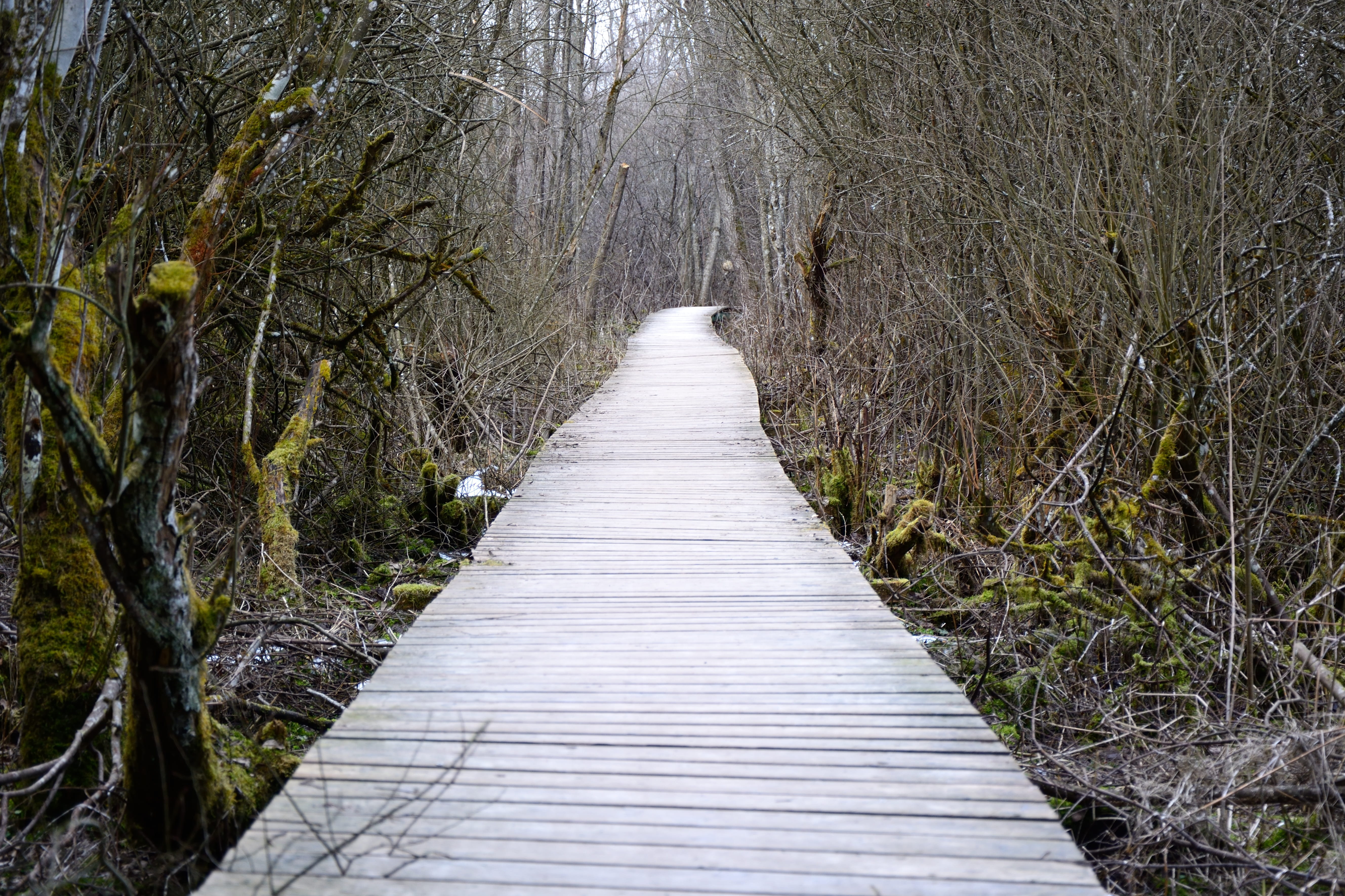 growth, plant, Away, land, woodland, day, beauty in nature, forest, scrub, no people, the way forward, Path, wild growth, tranquil scene, wild hedge, bare tree, HD Wallpaper