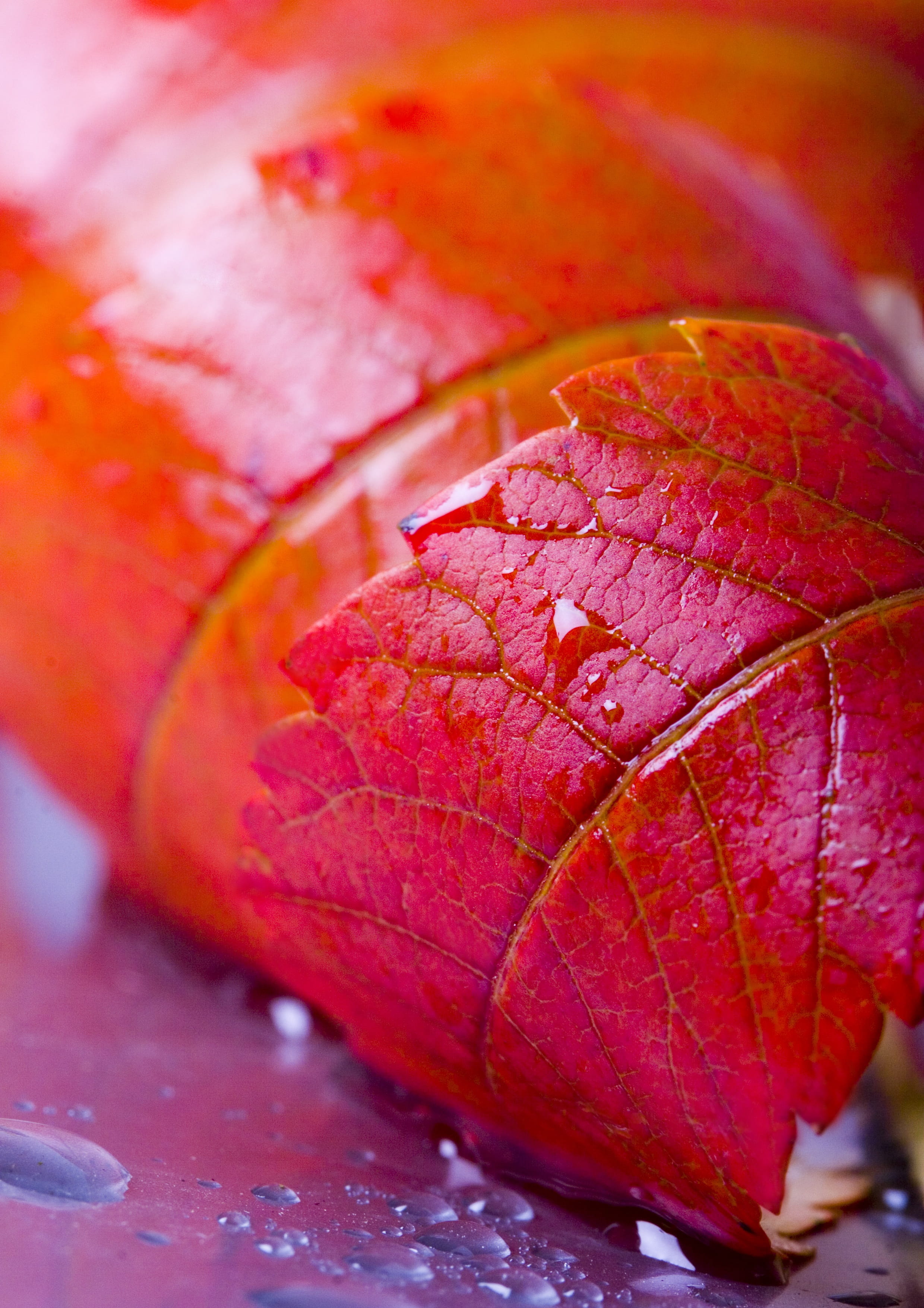 leaf vein, leaf, Red Leaves, tree leaves, red, vulnerability, day, rain, wet, akiba, autumn, leaves, close-up, beauty in nature, 2K, green leaves, no people, Phone HD Wallpaper