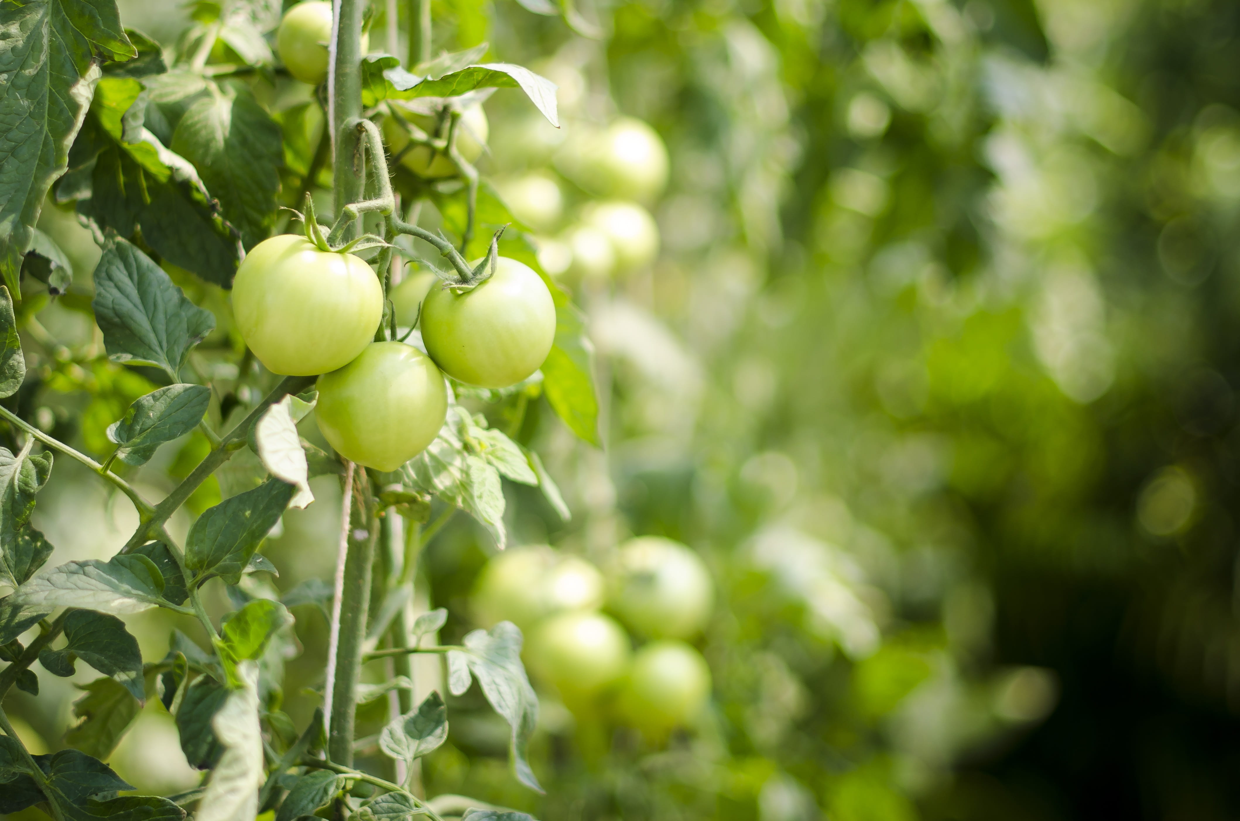 tomato, cuisine, raw, vegetable, outdoors, dinner, growth, leaf, agriculture, garden, 400-08373803, crop, green, branch, food, oyster, 400-08373801, photography, HD Wallpaper