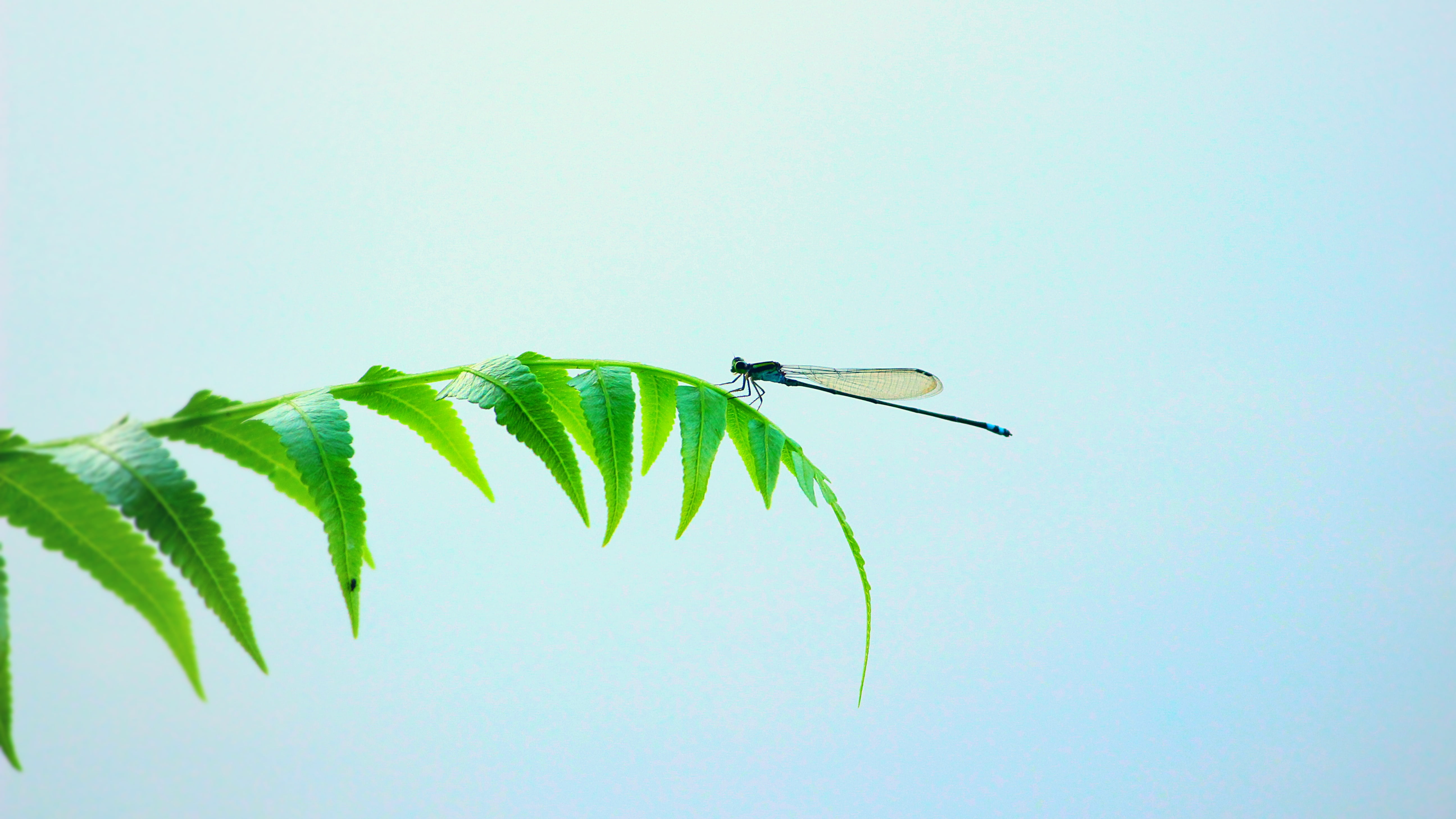 wings, green, day, garden, black, ecology, nature, leaf, 5K, plant, winged, creatures, color, wildlife, close-up, blue, ecosystem, tree, spring, natural, HD Wallpaper