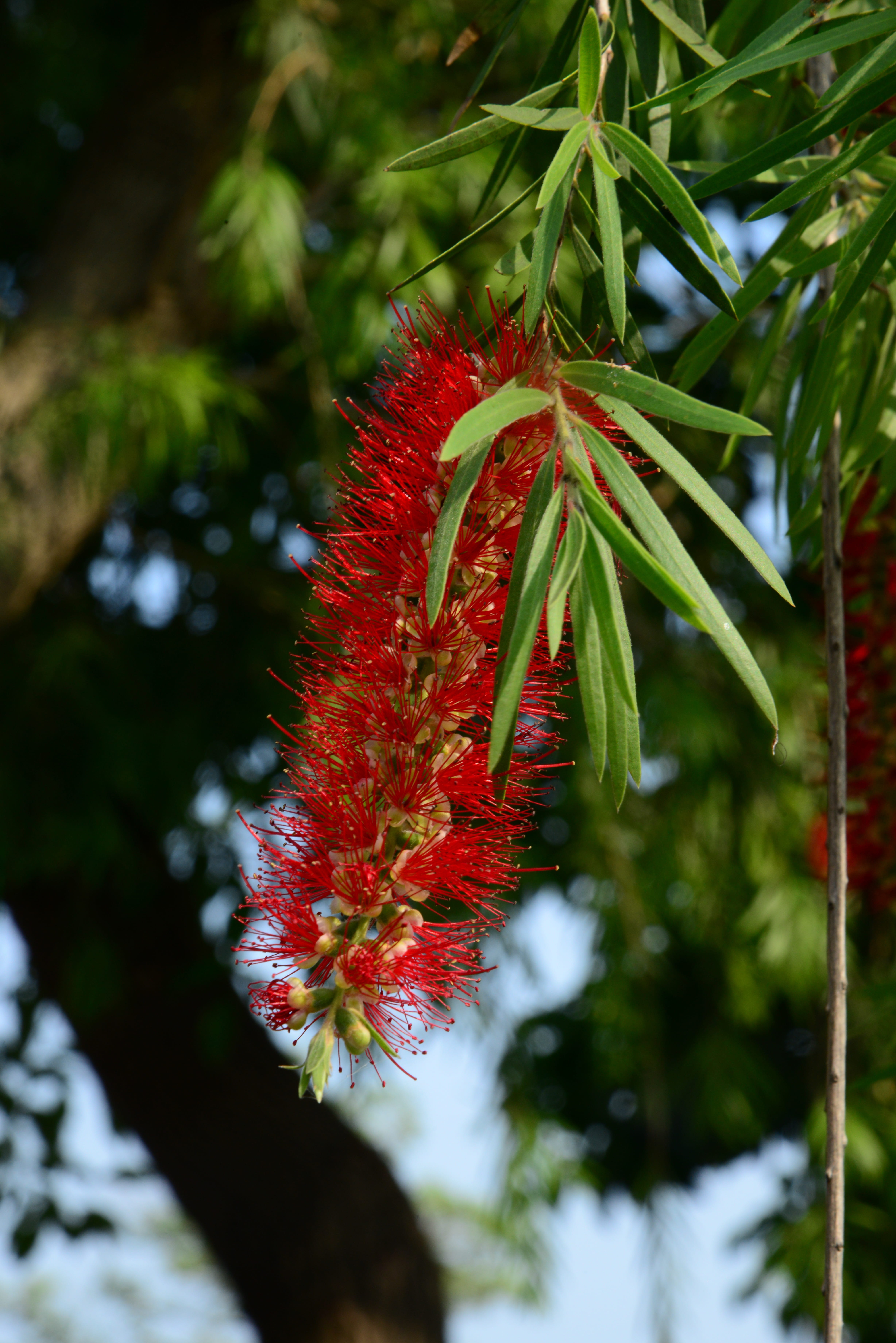 no people, flowering plant, focus on foreground, freshness, beauty in nature, tree, nature, red, growth, flower, leaf, outdoors, biological, vulnerability, Phone HD Wallpaper