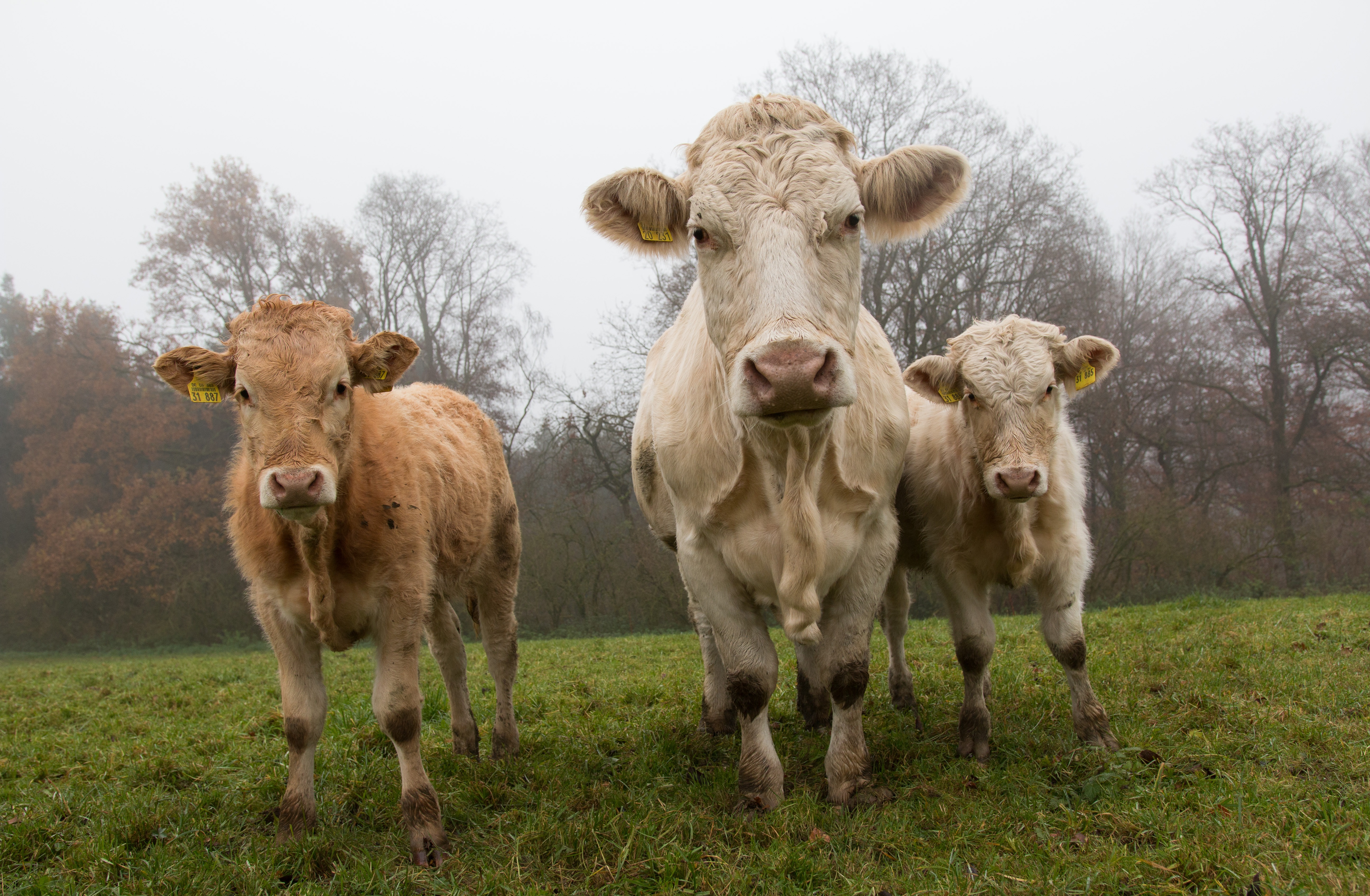 vertebrate, domestic animals, cattle, rural Scene, no people, meadow, dairy cows, organic farming, land, field, beige, 5K, outdoors, biological, cow, livestock, HD Wallpaper