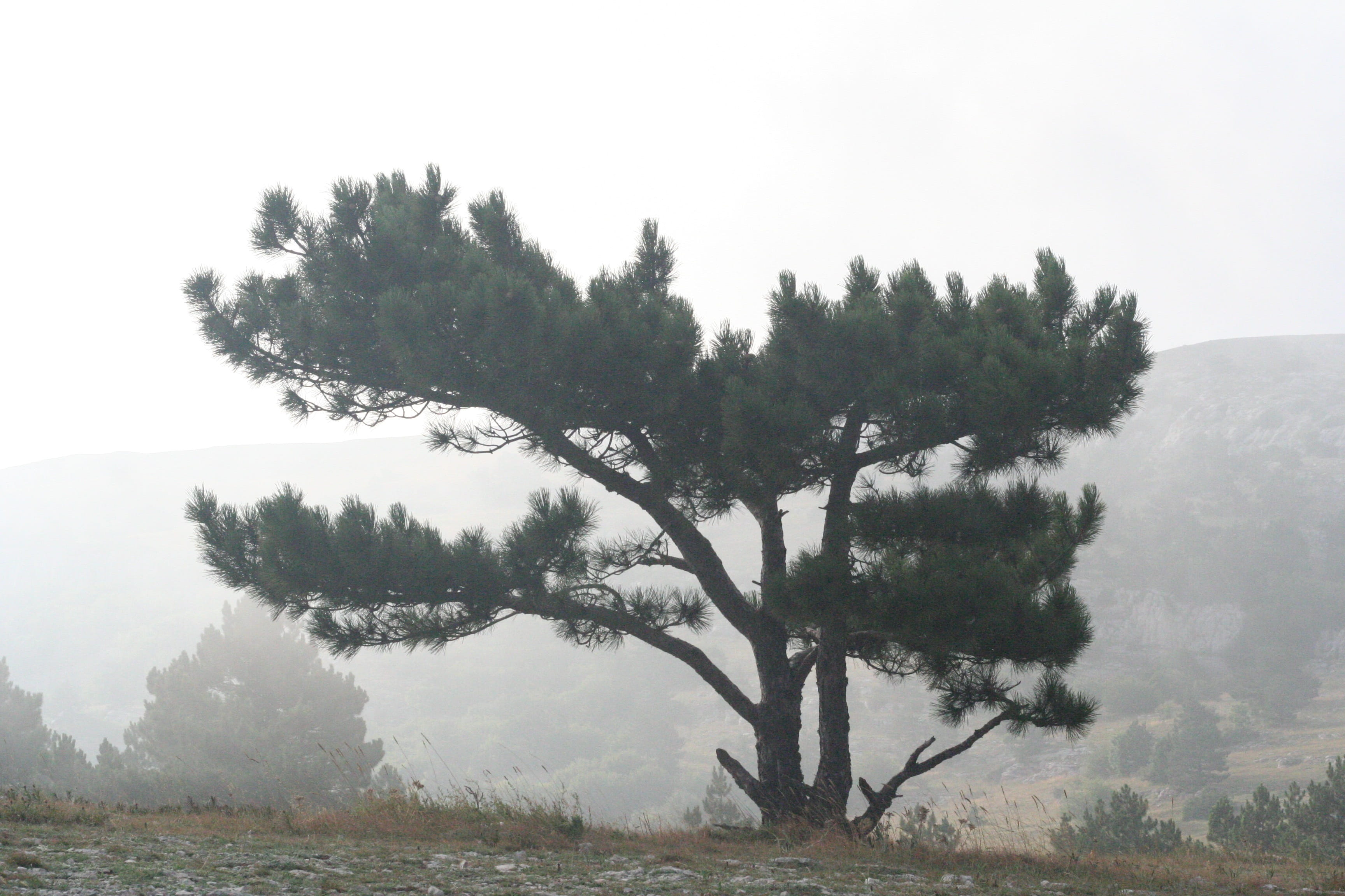 fog, water, tranquility, crimea, tree, environment, day, no people, scenics - nature, summer, beauty in nature, landscape, height, ai-petri, plant, sky, HD Wallpaper