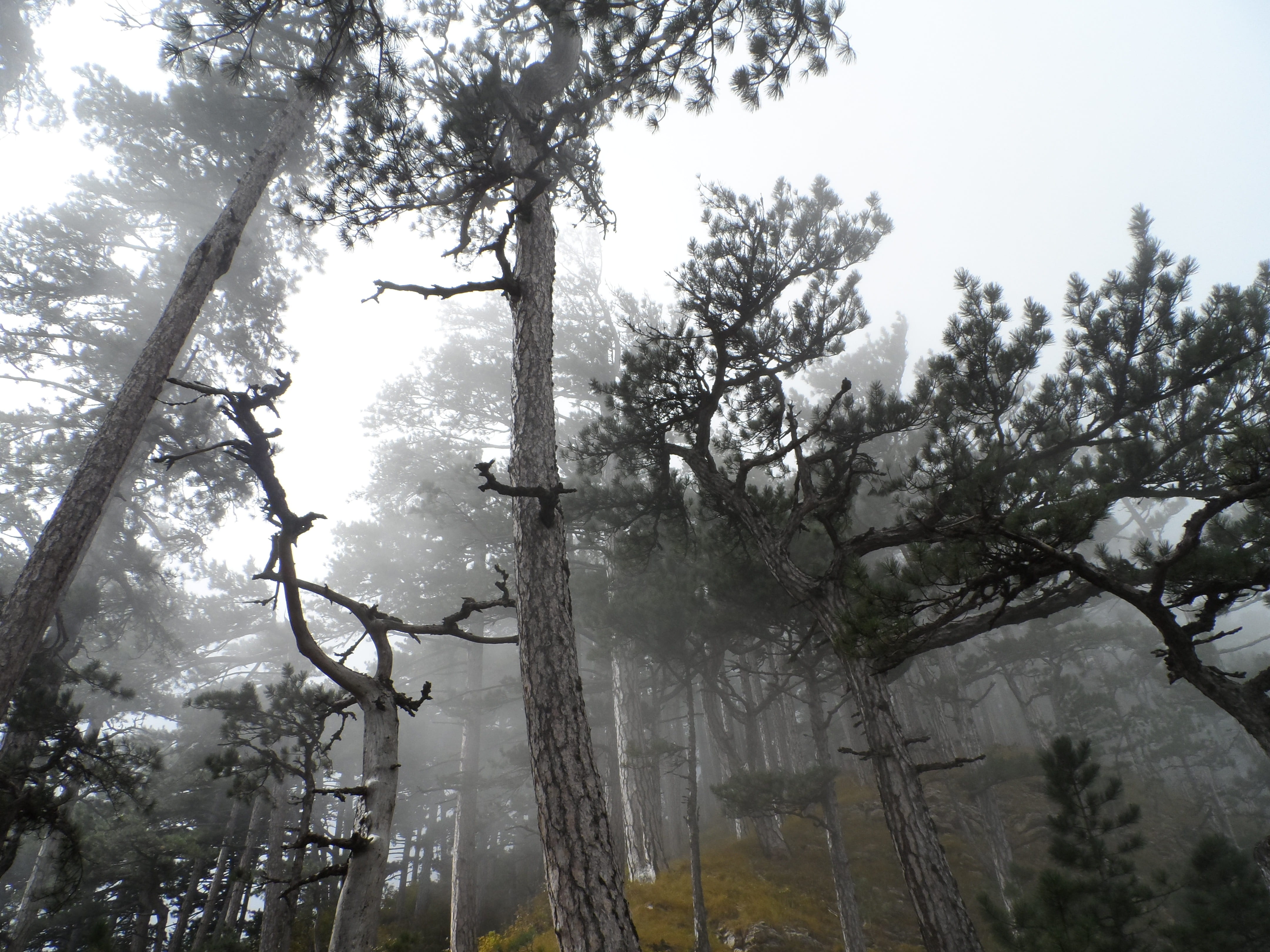 scenics - nature, plant, fog, sky, growth, tranquil scene, tree trunk, outdoors, trunk, day, crimea, pine, branch, woodland, non-urban scene, tranquility, HD Wallpaper