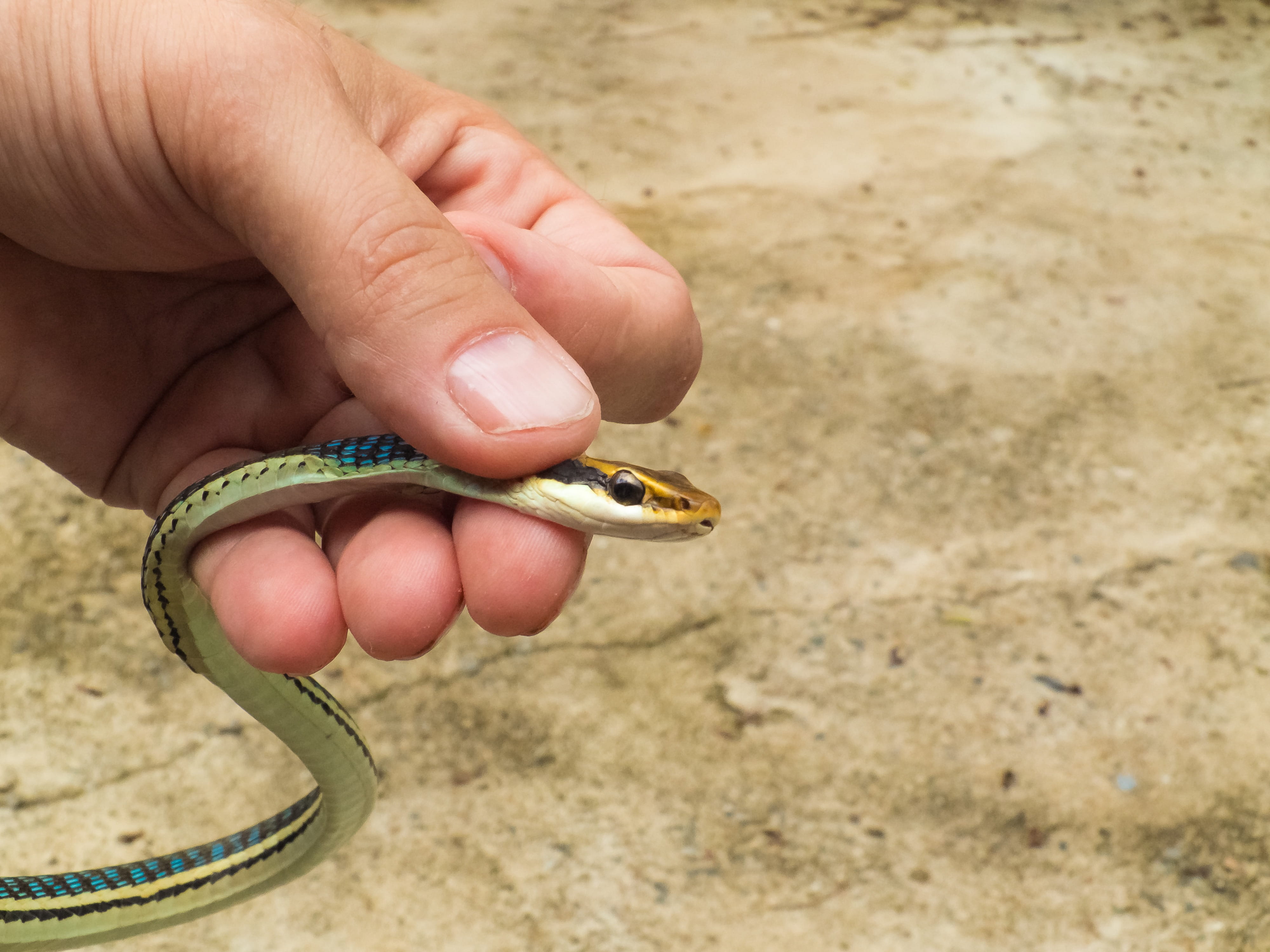 finger, animals in the wild, human hand, Small, holding, day, Animal, caught, one animal, Reptile, human finger, human body part, body part, 4K, animal wildlife, HD Wallpaper