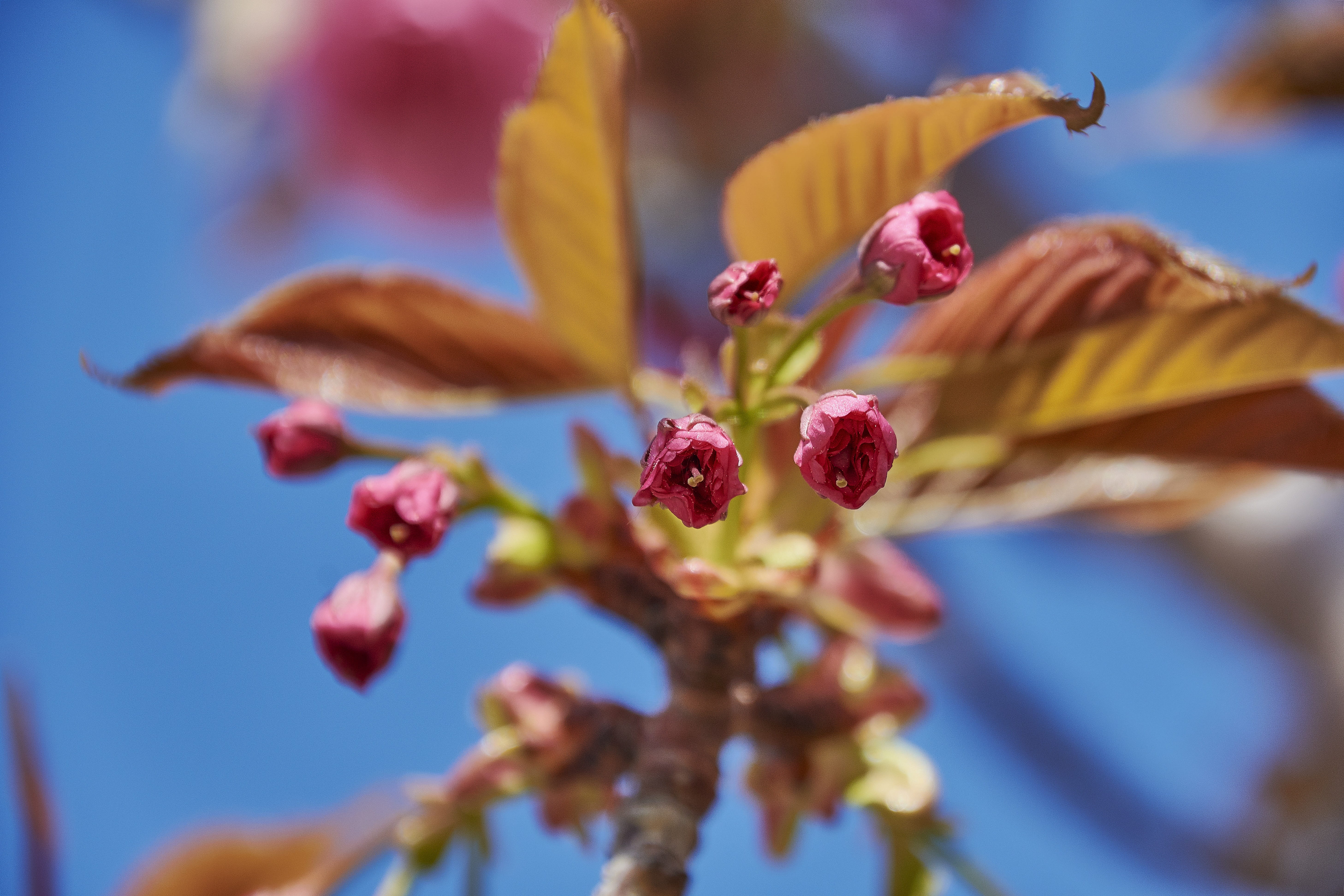 fragility, outdoors, soft focus, flower head, day, springtime, growth, focus on foreground, branch, tree, nature, flowering, plant, beauty in nature, vulnerability, HD Wallpaper