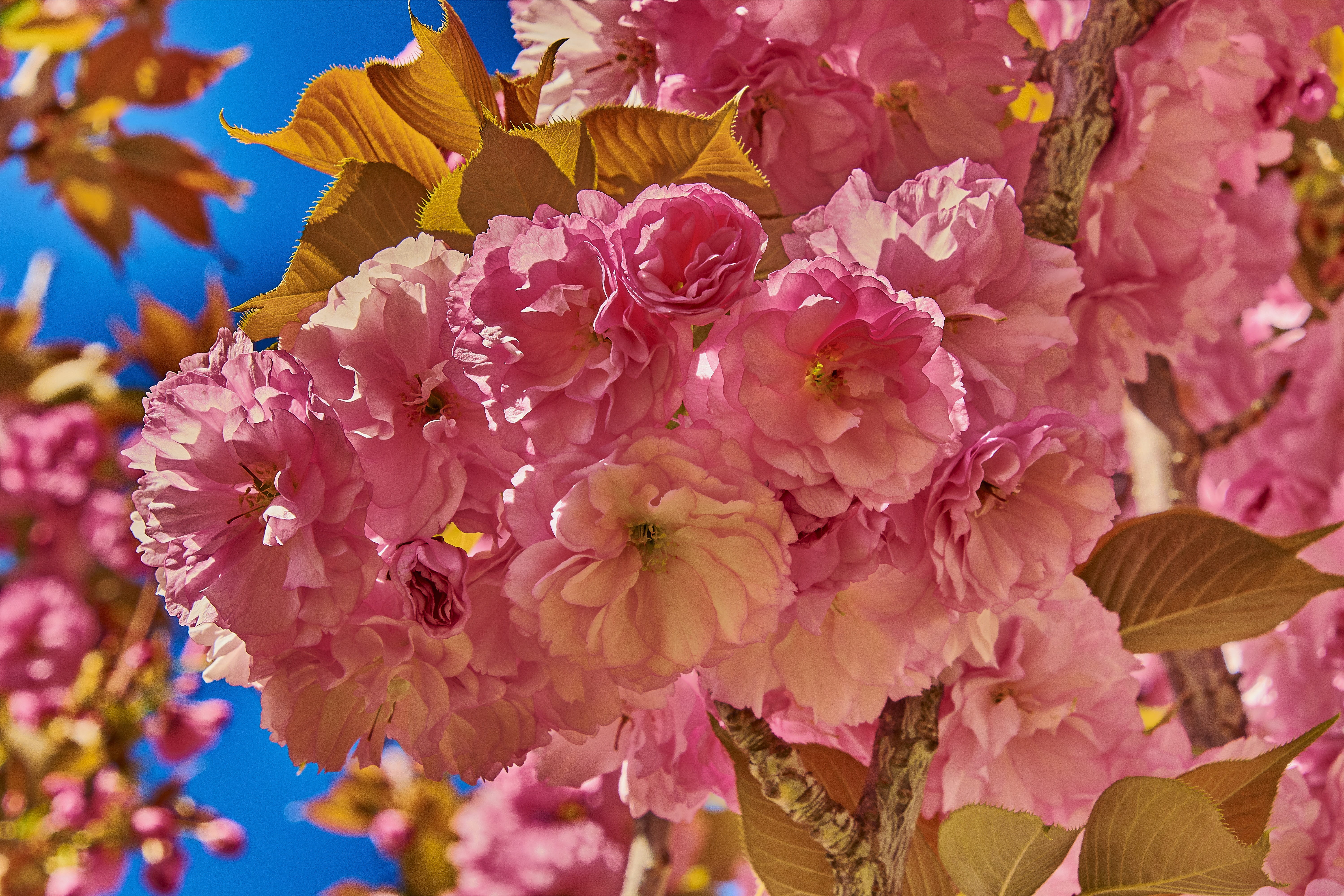 inflorescence, pollen, fragility, beauty in nature, outbreak, blossom, plant, springtime, outdoors, spring, flower head, day, focus on foreground, flowering, HD Wallpaper