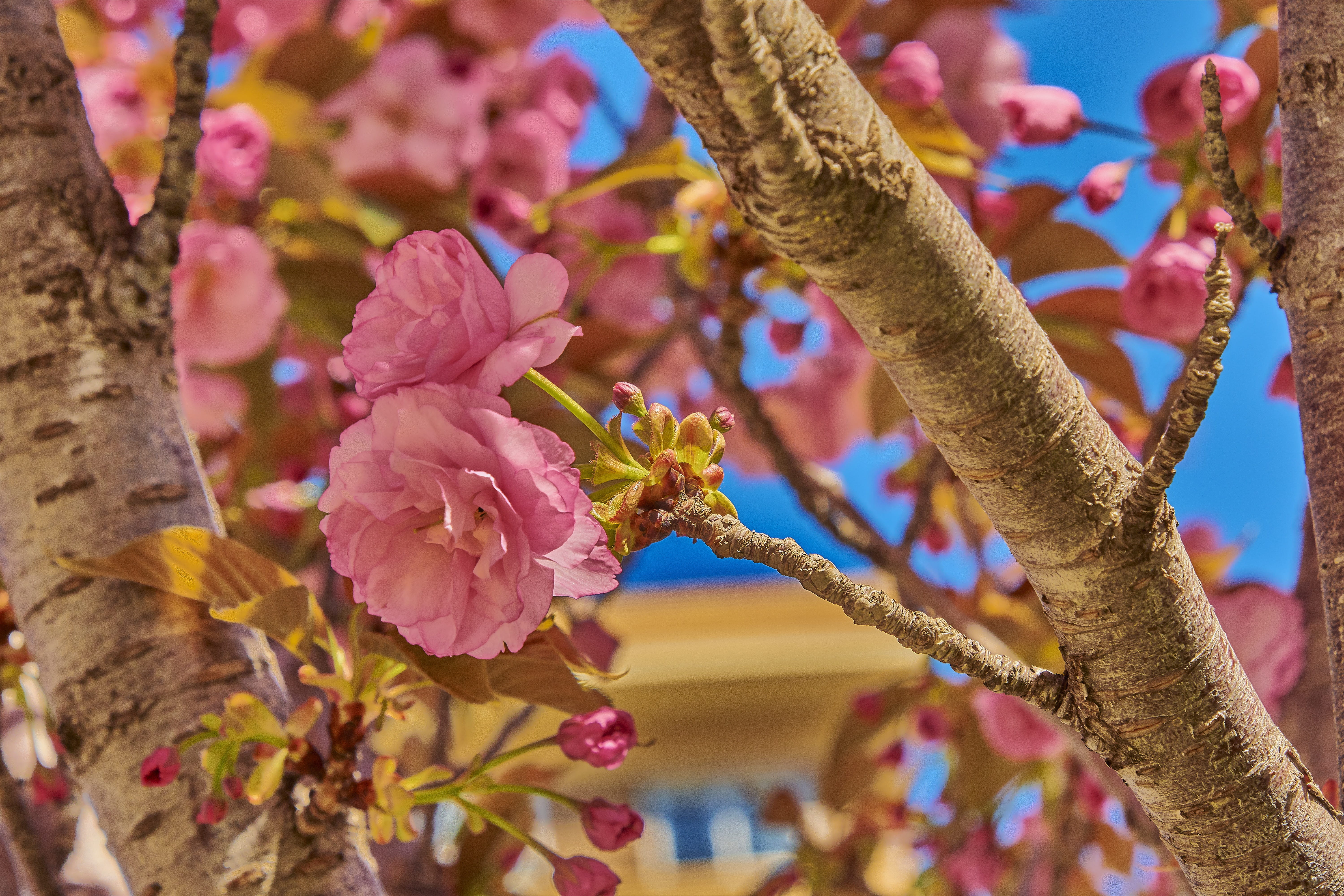 nature, day, flower head, color, tree, pink color, fragility, flower, branch, freshness, plant, outbreak, petal, flowering plant, pollen, spring, vulnerability, HD Wallpaper