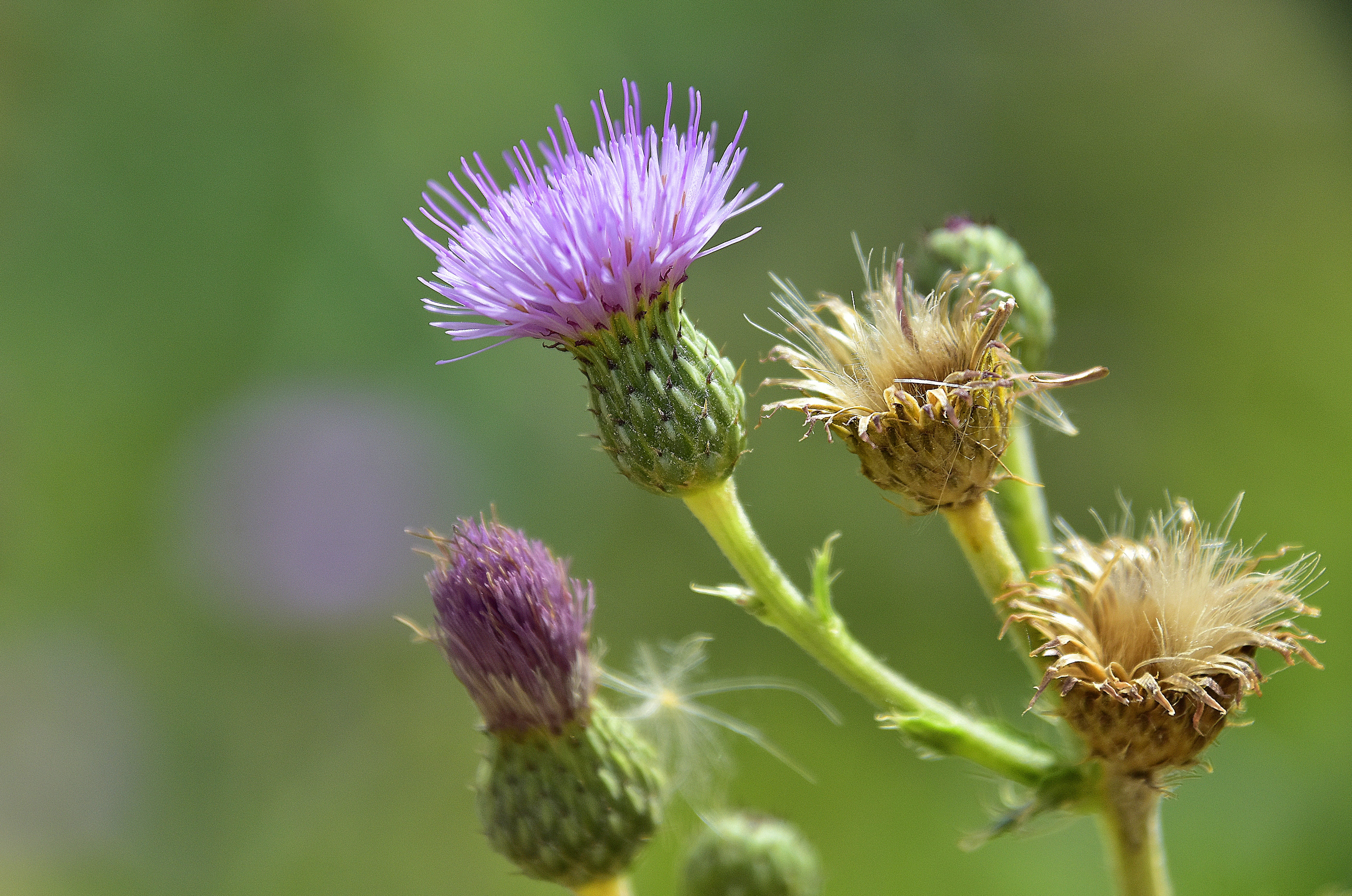 plant, petal, day, flora, flowering plant, sepal, focus on foreground, freshness, vulnerability, nature, growth, outdoors, beauty in nature, flower head, HD Wallpaper