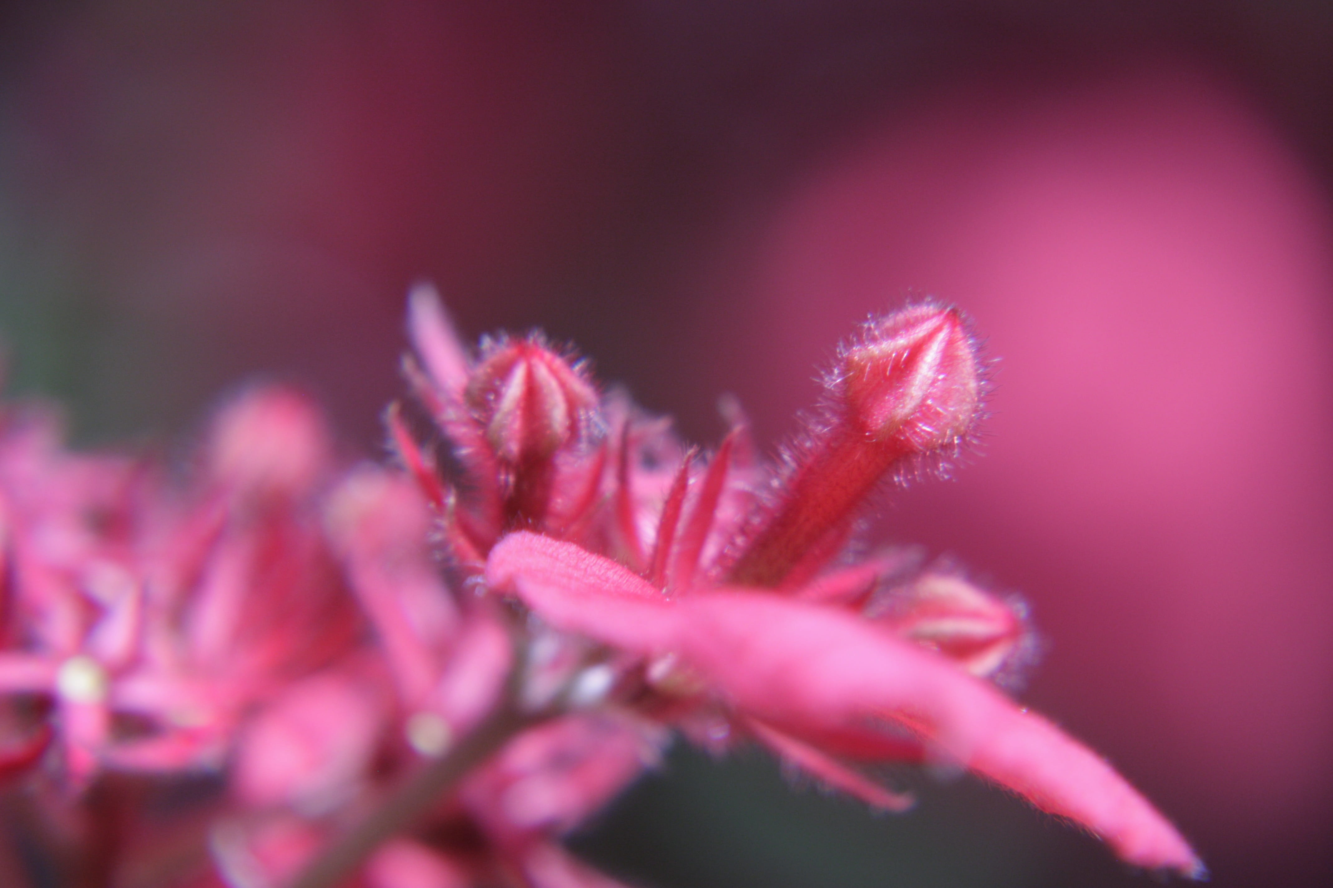 flowering plant, 4K, cocoon, pink color, day, purple, vulnerability, selective focus, focus on foreground, freshness, studio shot, no people, fragility, HD Wallpaper