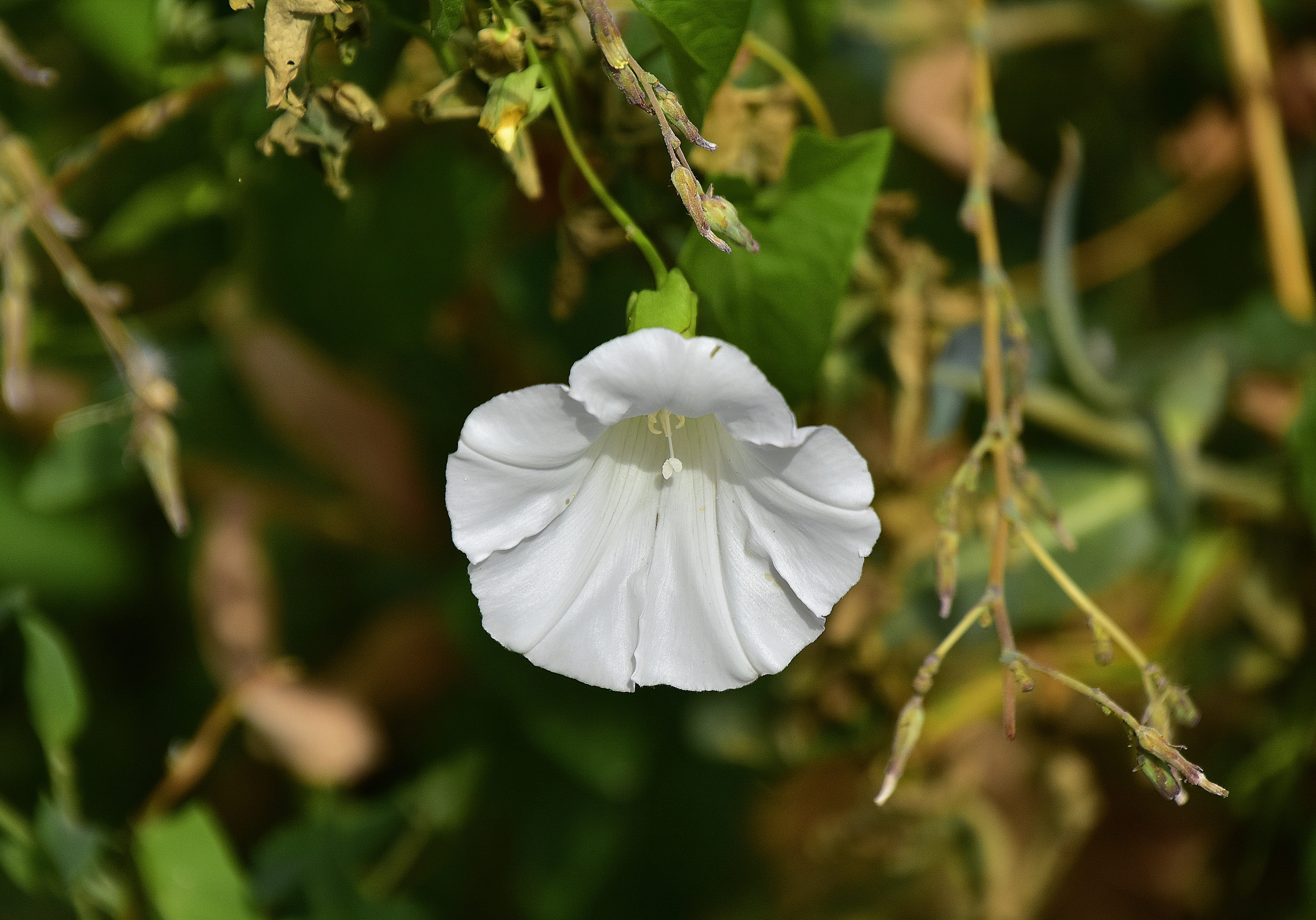 beauty in nature, growth, selective focus, flora, outdoors, close-up, fragility, leaf, natural, freshness, no people, vulnerability, day, plant, flowering plant, HD Wallpaper