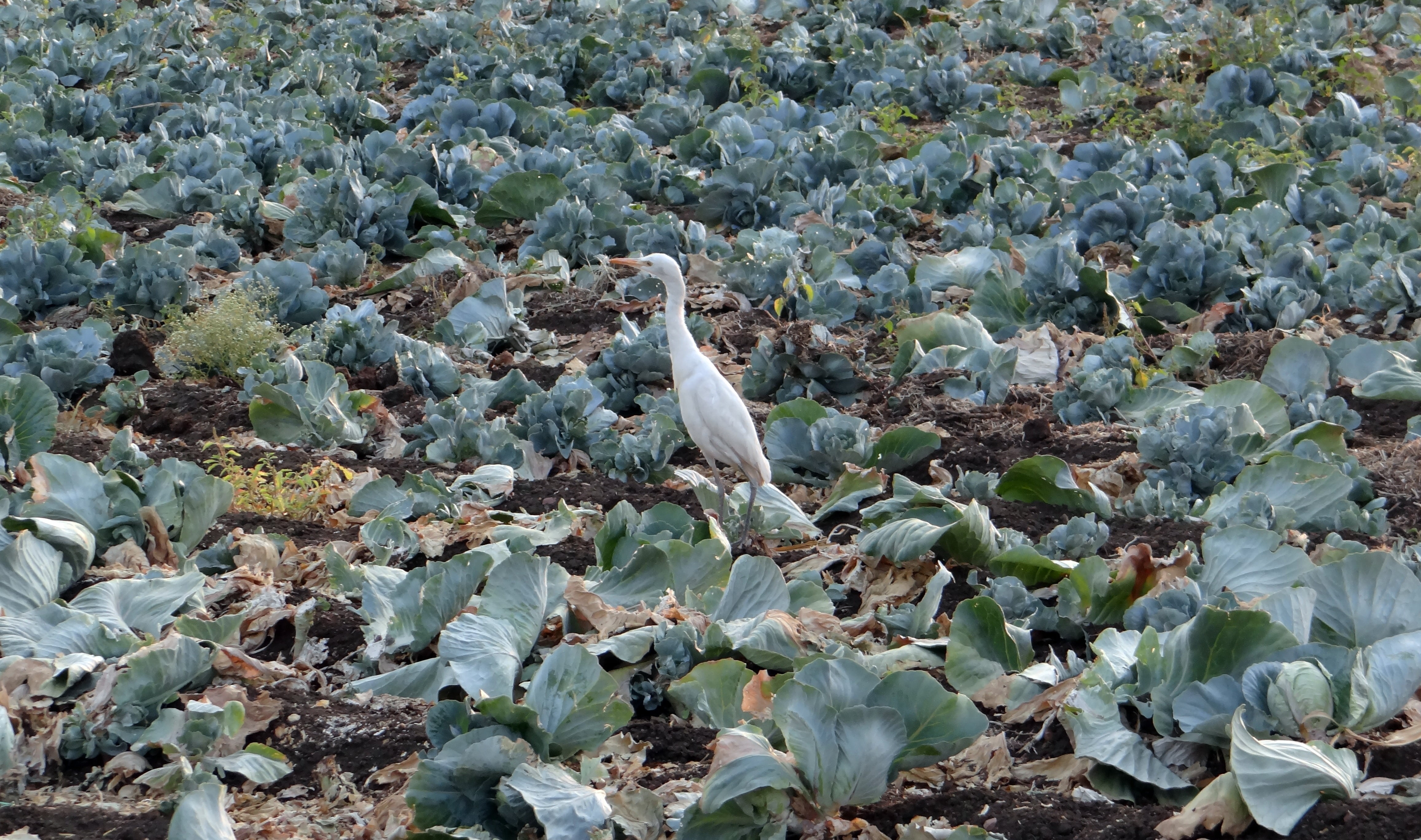 healthy eating, succulent plant, land, plant, food and drink, plantation, india, beauty in nature, cattle egret, 4K, growth, day, freshness, nature, farm, HD Wallpaper