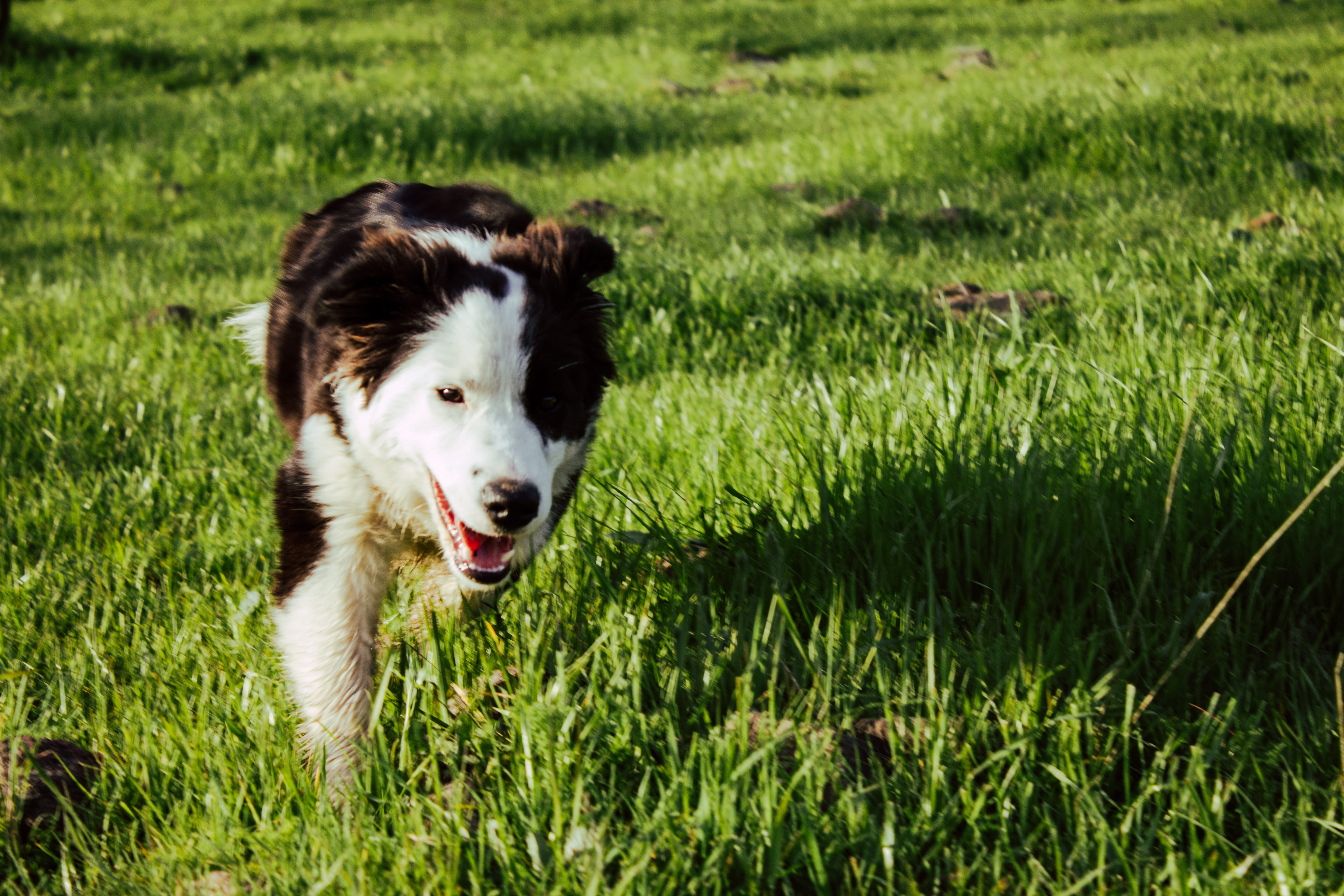 pets, run, animal, border collie, growth, plant, animal themes, colie, vertebrate, one animal, mouth open, green, mammal, field, domestic animals, domestic, HD Wallpaper