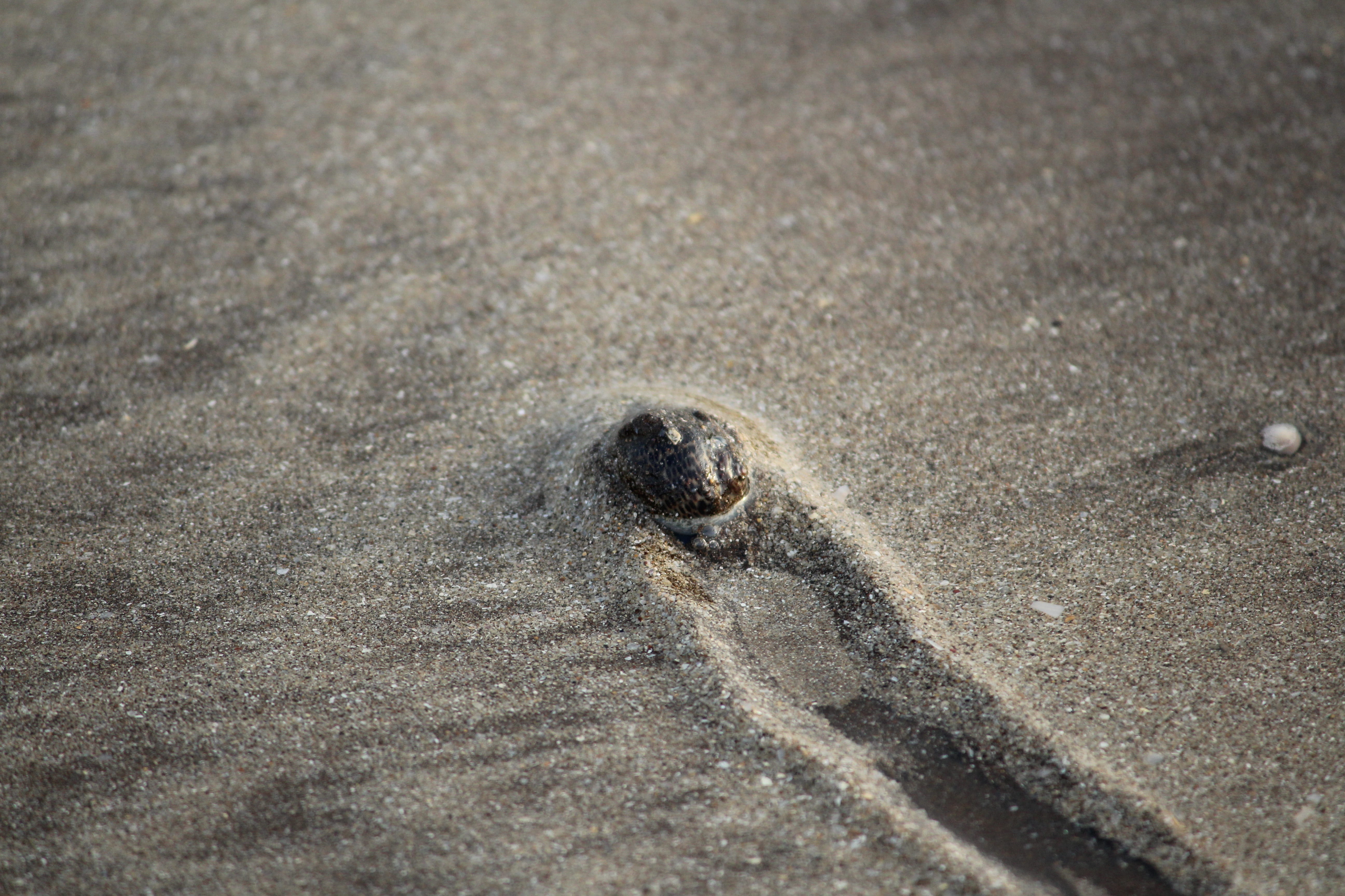 animal, close-up, high angle view, nagaon beach, anmol, kerketta, home, shell, mound, backgrounds, no people, pattern, beach, animal themes, residue, outdoors, HD Wallpaper