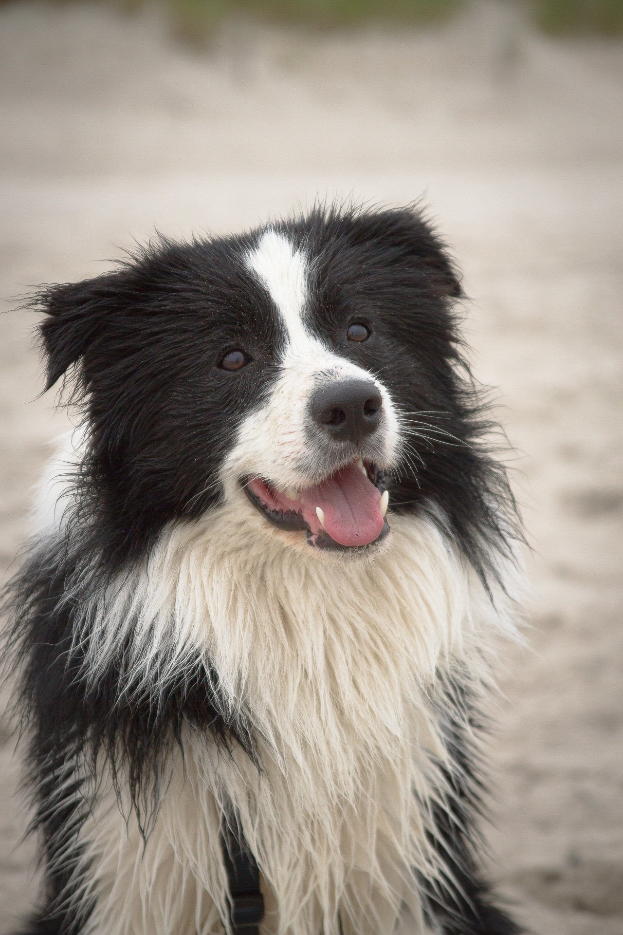 beach, animal themes, canine, black and white, looking away, dog, border Collie, focus on foreground, border, summer, sun, animal mouth, animal hair, black, Phone HD Wallpaper