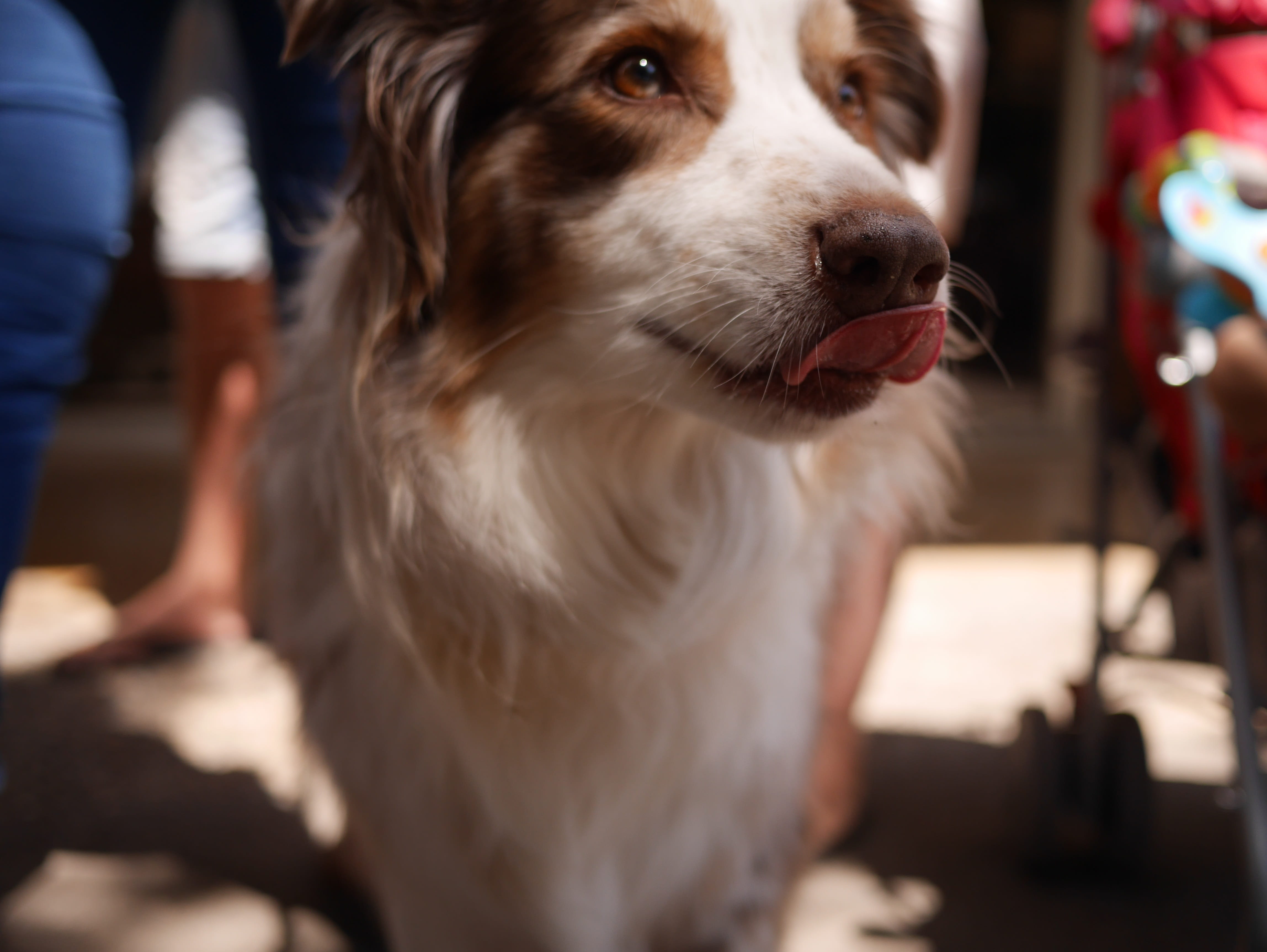 4K, canine, animal mouth, focus on foreground, animal body part, close-up, one animal, Lick, animal head, Dog, no people, animal, Yummy, selective focus, HD Wallpaper