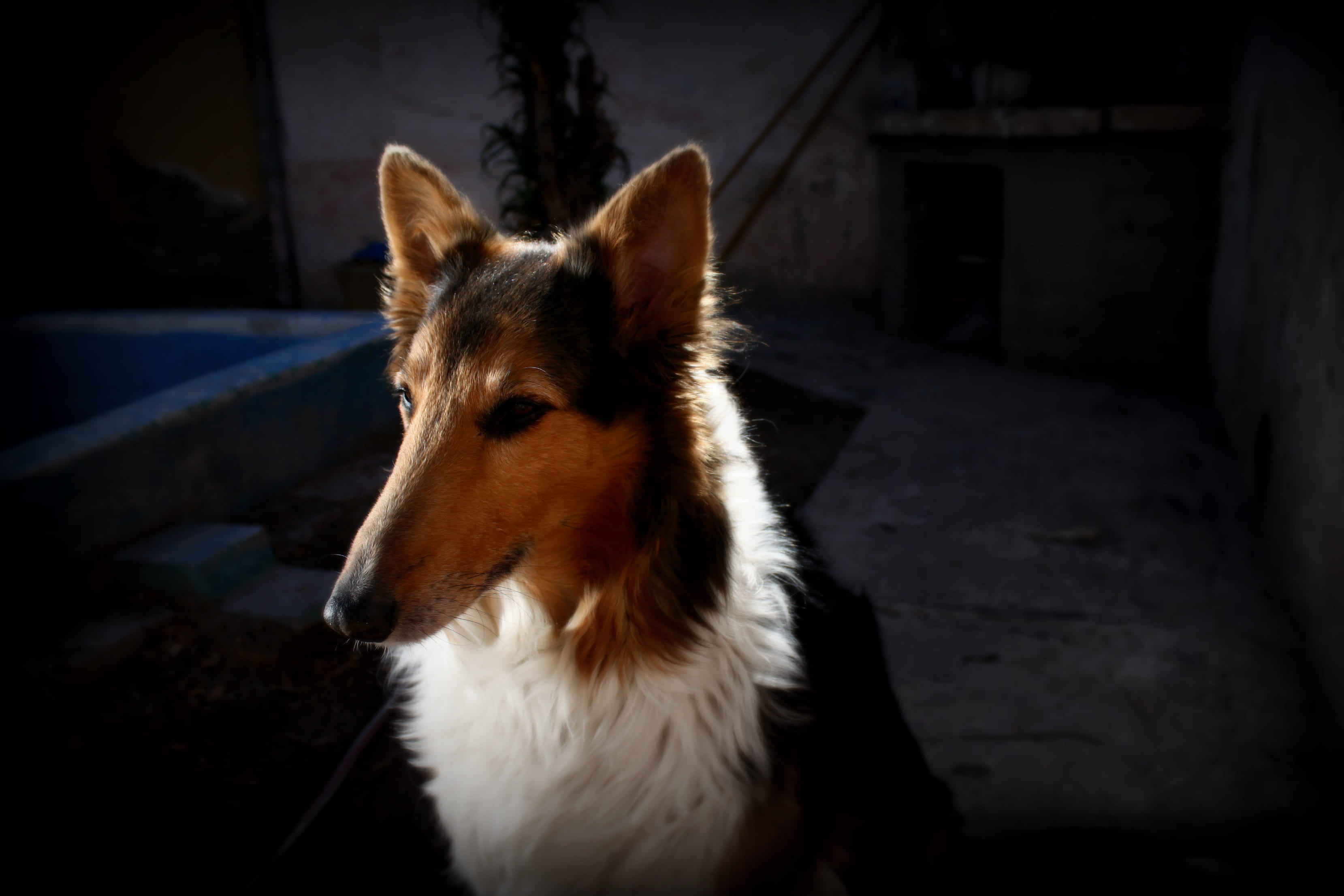 canine, no people, Animals, focus on foreground, animal body part, indoors, Pet, architecture, Pets, looking, one animal, vertebrate, Colie, animal themes, HD Wallpaper