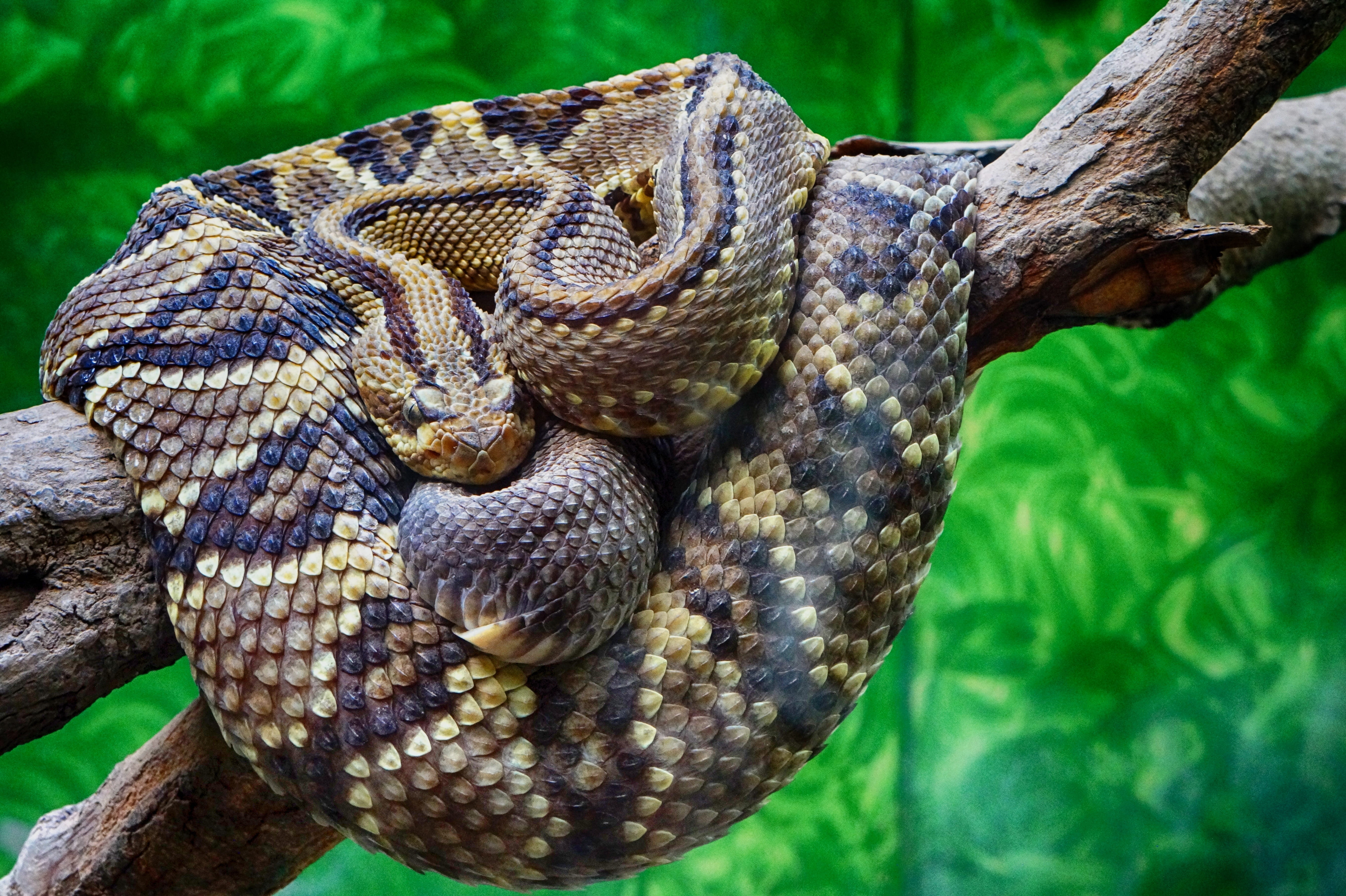 snake, animal themes, day, animal markings, herpetology, wild life, one animal, 5K, animal head, fangs, animal body part, rainforest, scales, vertebrate, HD Wallpaper