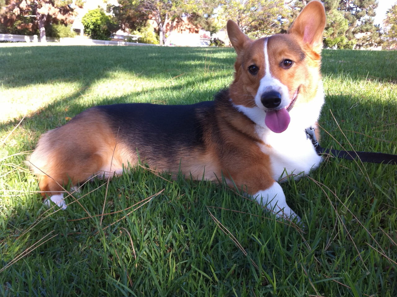 nature, veterinary, day, pooch, canine, companion, corgi, domestic animals, pets, vertebrate, one animal, mouth open, animal, portrait, bark, woof, puppy, HD Wallpaper