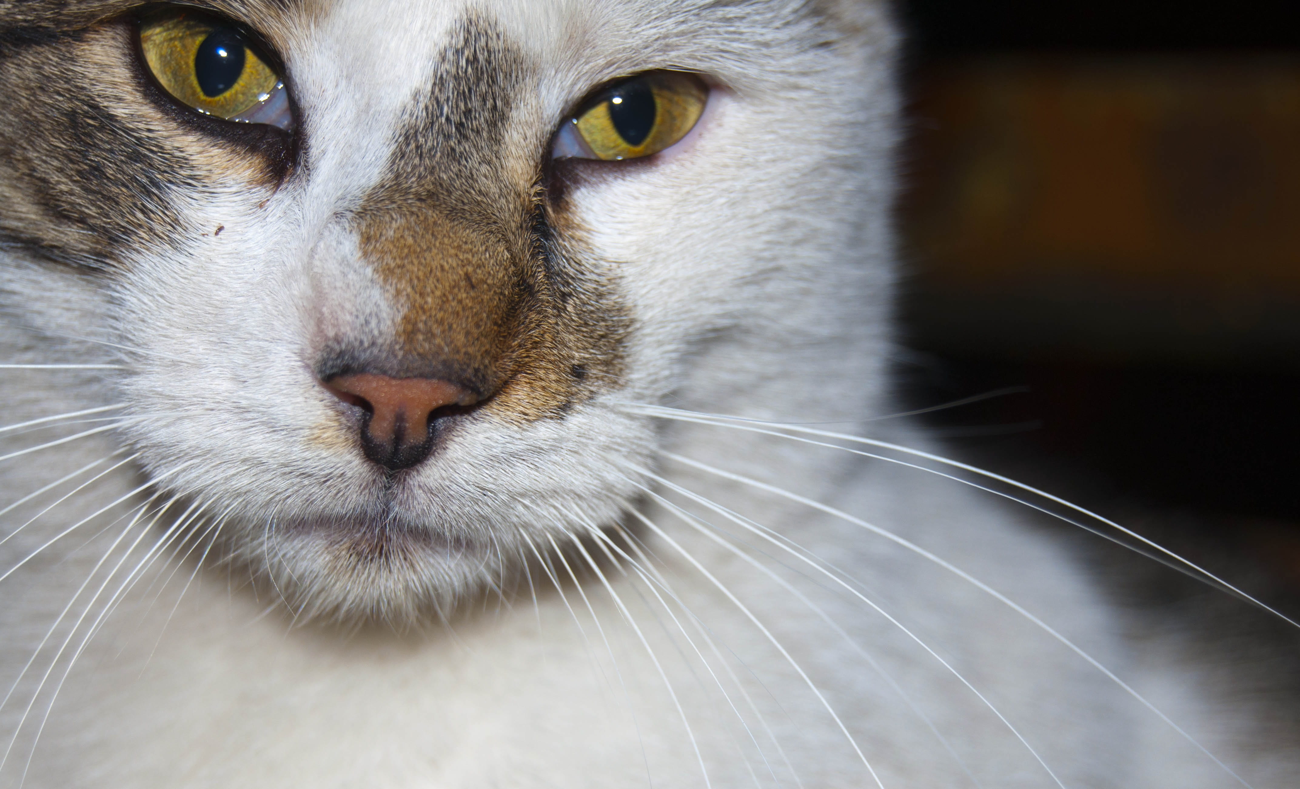 looking at camera, animal body part, domestic animals, domestic cat, animal, fluffy, close-up, animal head, domestic, cute, cat, fun, snout, young, veterinary, HD Wallpaper