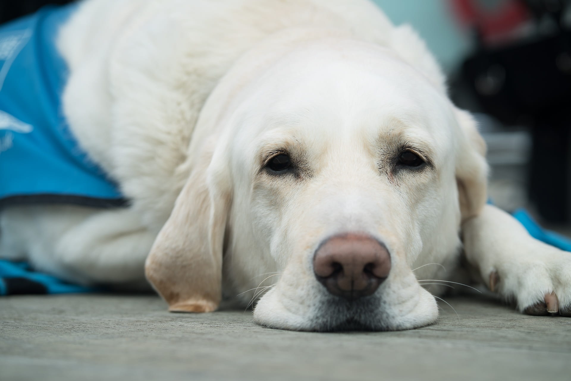 domestic, cute, white color, guide dog, animal themes, grooming, animal, veterinary, domestic animals, retriever, labrador, purebred dog, canine, no people, HD Wallpaper