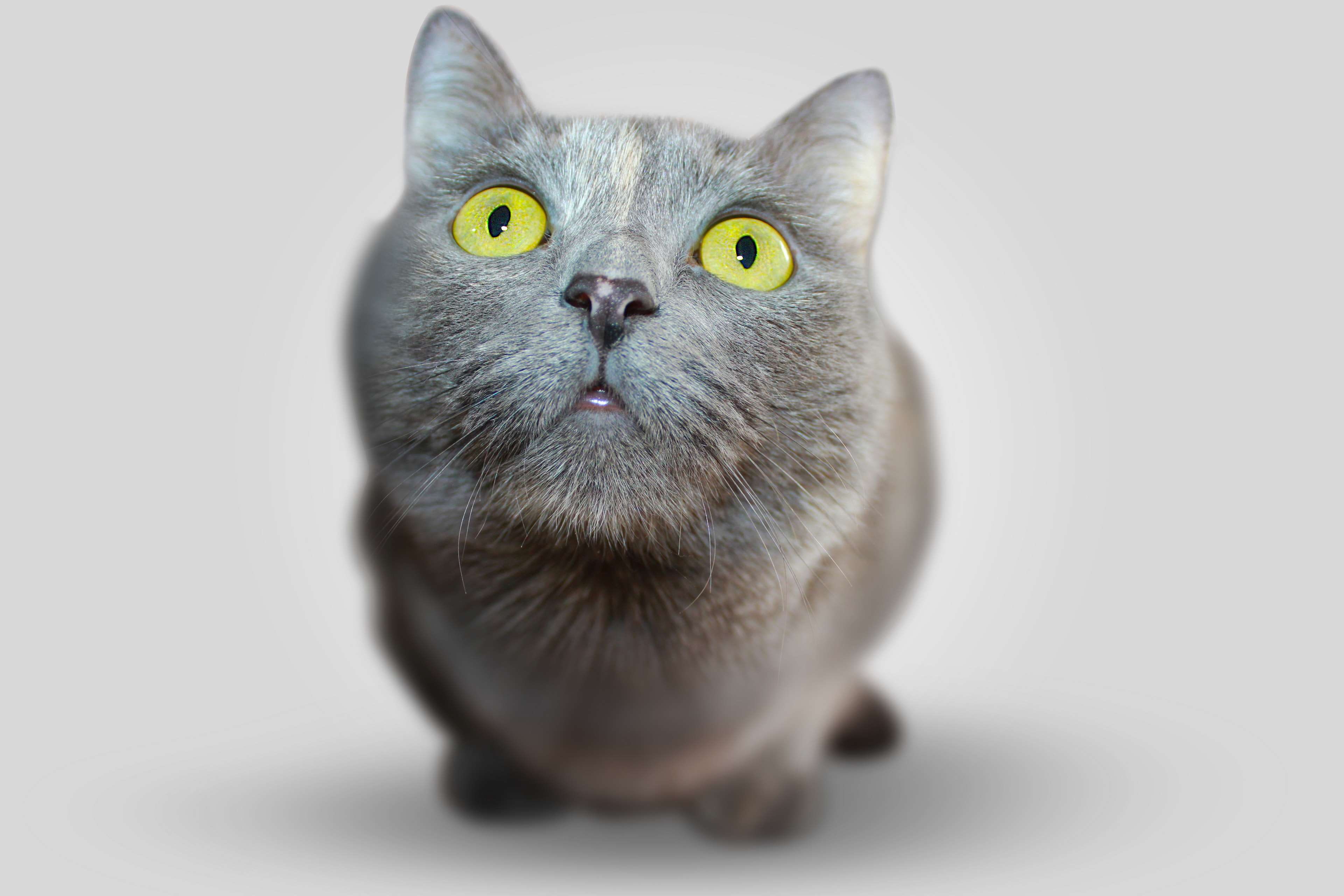 close up, animal, adorable, one animal, veterinary, indoors, pet, studio shot, kitten, whisker, domestic cat, portrait, cat, animal eye, mammal, pets, no people, HD Wallpaper