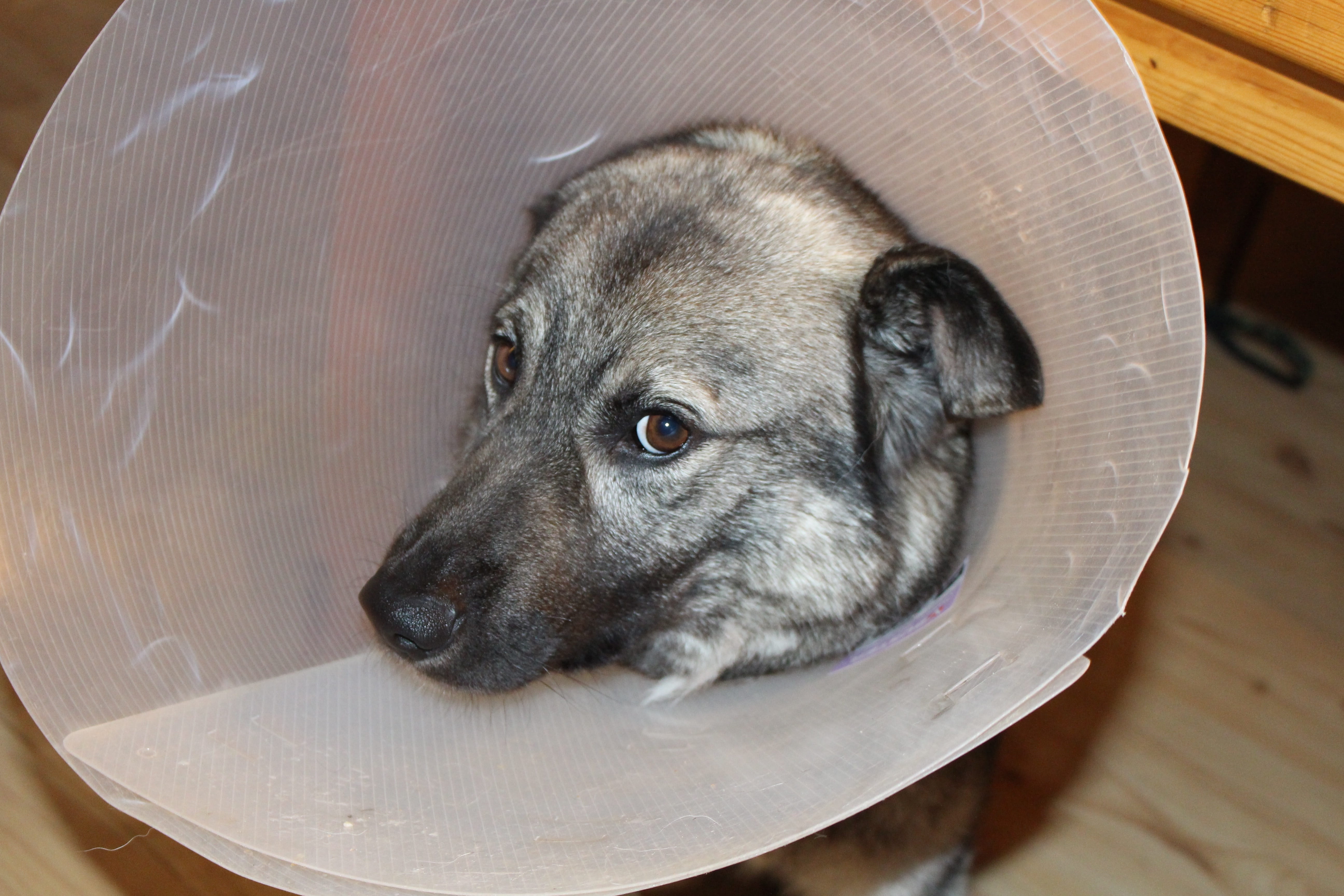 dog, funnel, domestic, puppy, relaxation, domestic animals, animal head, 5K, sick dog, no people, close-up, mammal, animal themes, indoors, animal, elkhound, HD Wallpaper