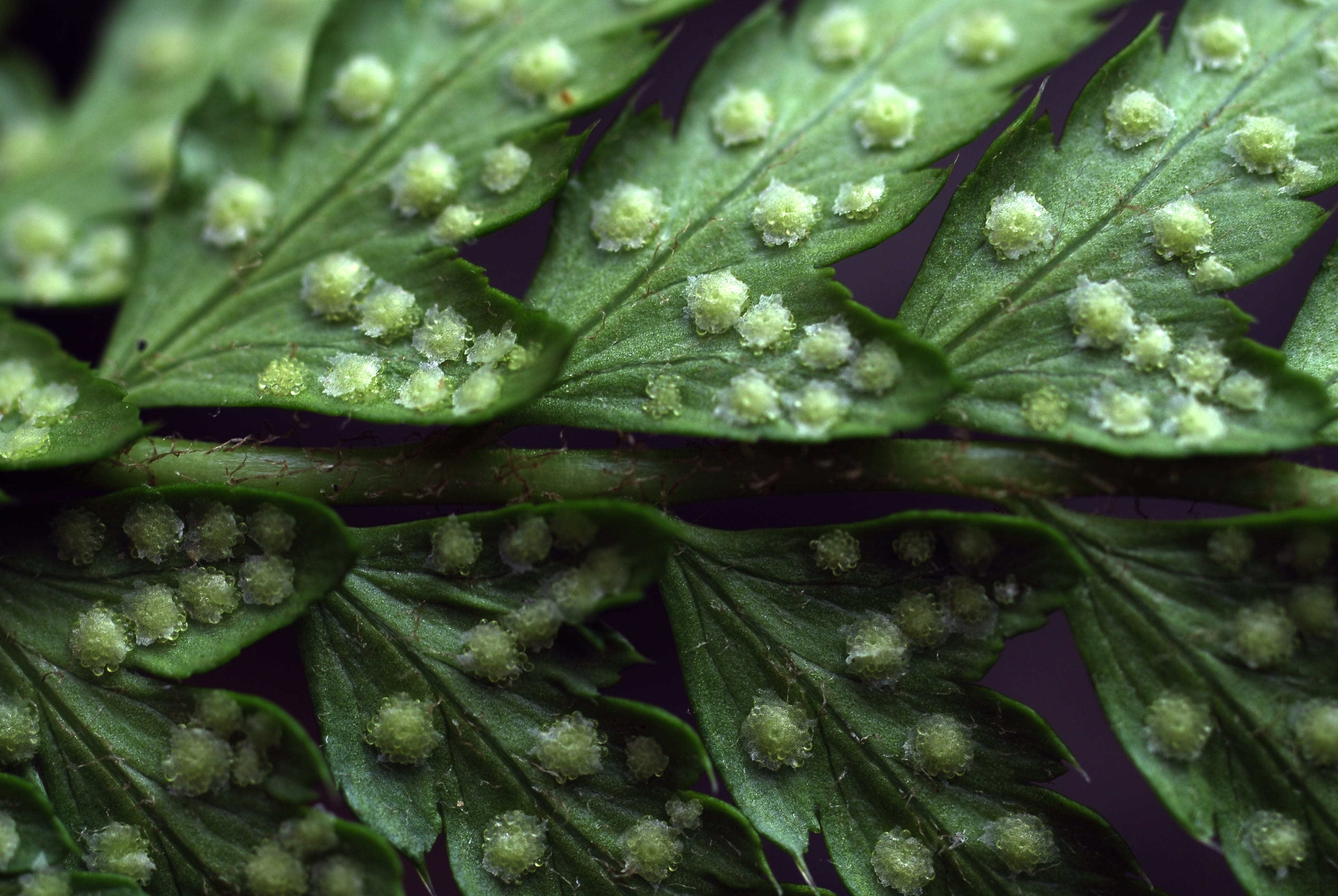 organic, food and drink, pattern, green Color, Spore, full frame, drop, vegetable, Plant, Fern, food, wet, asexual reproduction, Macro, 4K, beauty in nature, HD Wallpaper