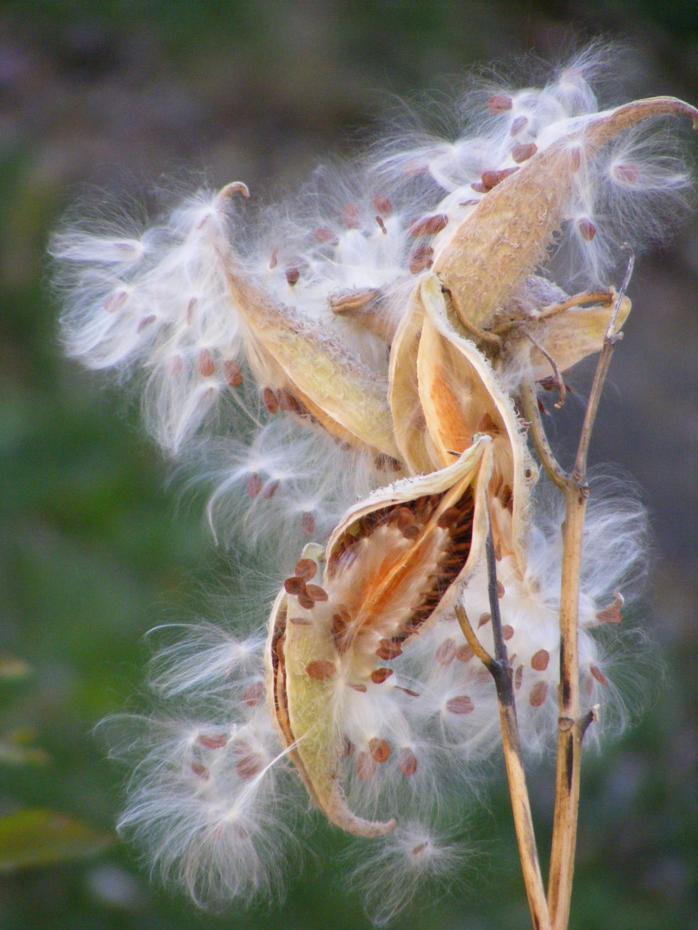 seeding, fluffy, autumn, fly, nature, 2K, milkweed, day, inflorescence, botanical, plant, botany, float, flower head, season, White, vulnerability, reproduction, Phone HD Wallpaper