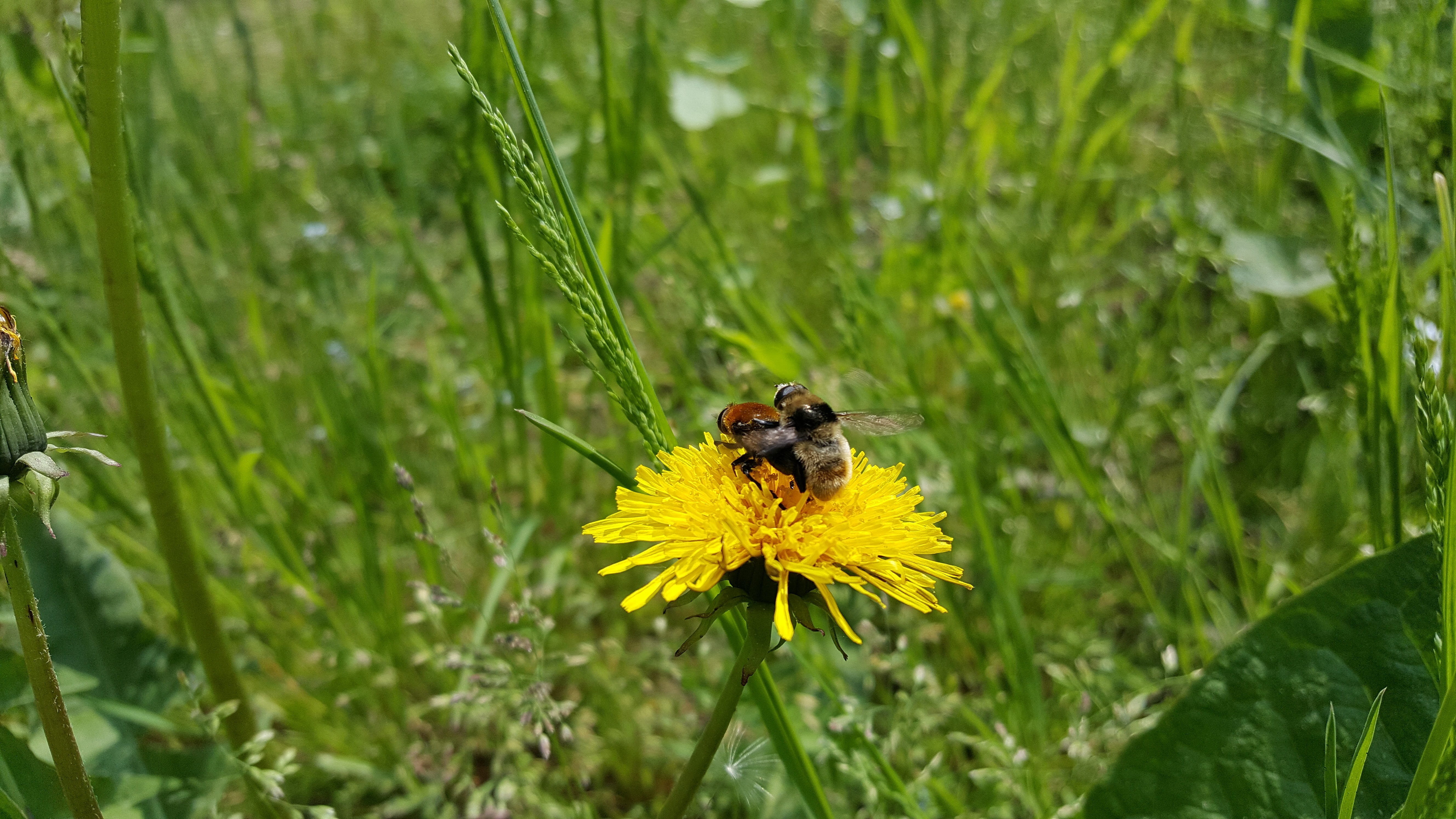 bumblebee, vulnerability, dandelion, animal, flower, pollen, freshness, flowering plant, bee, summer, one animal, meadow, insect, plant, no people, pollination, HD Wallpaper