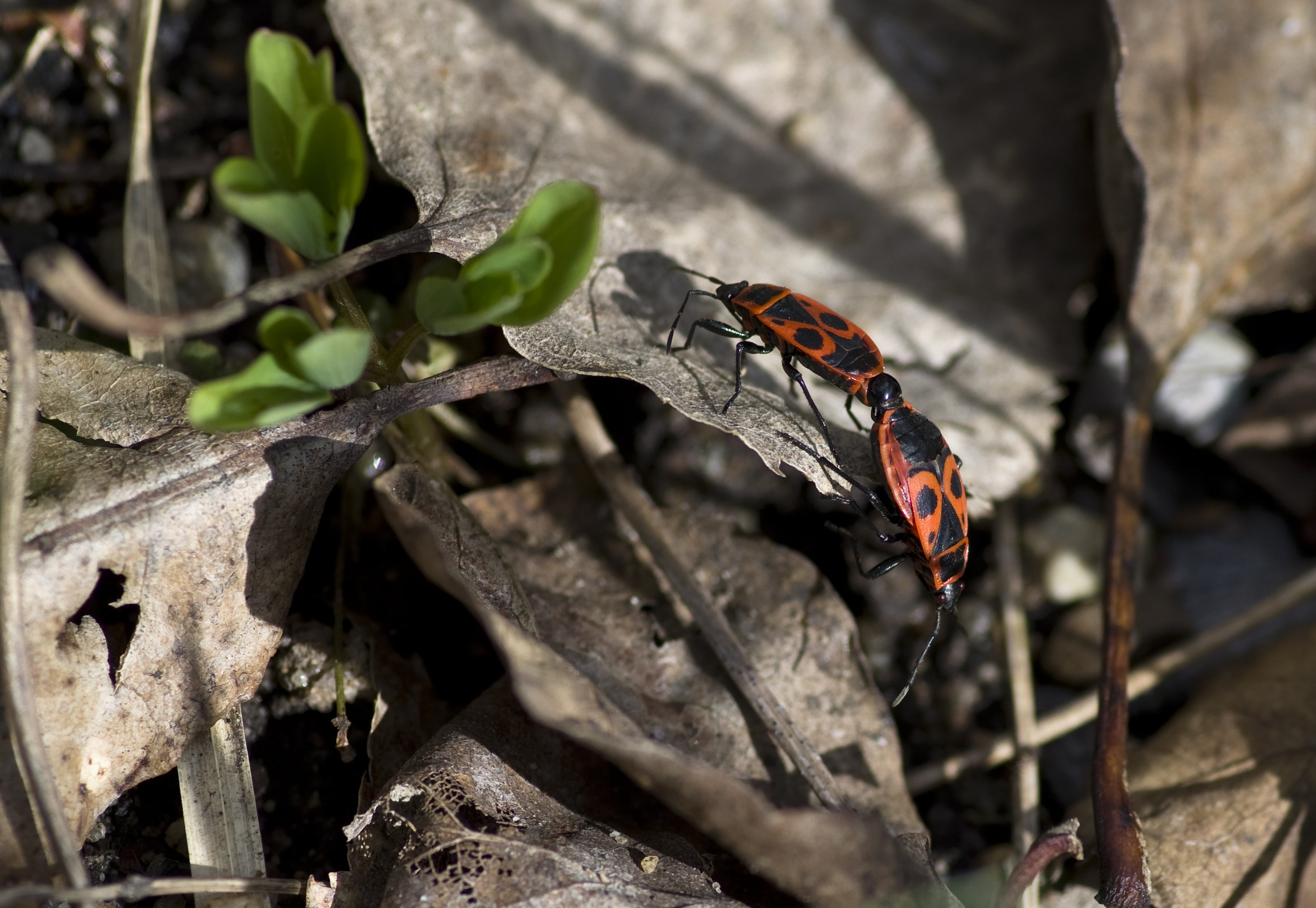 butterfly, plant part, invertebrate, red, no people, color contrast, wood - material, pairing, reproduction, 2K, animal, nature, outdoors, animal themes, HD Wallpaper