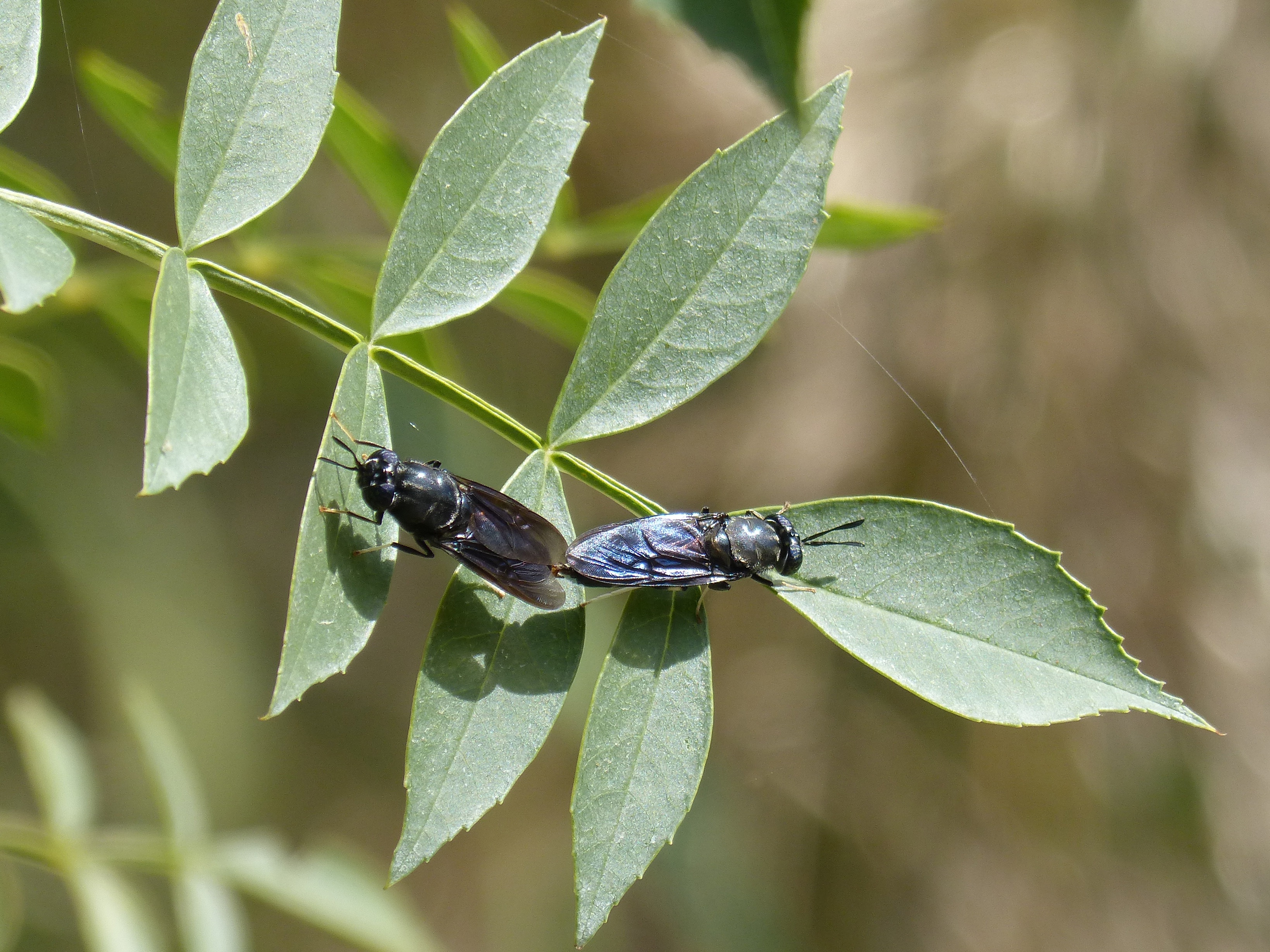 close-up, green color, selective focus, growth, animal, plant part, insects mating, reproduction, invertebrate, 2K, leaves, blackfly, insect, animals in the wild, HD Wallpaper