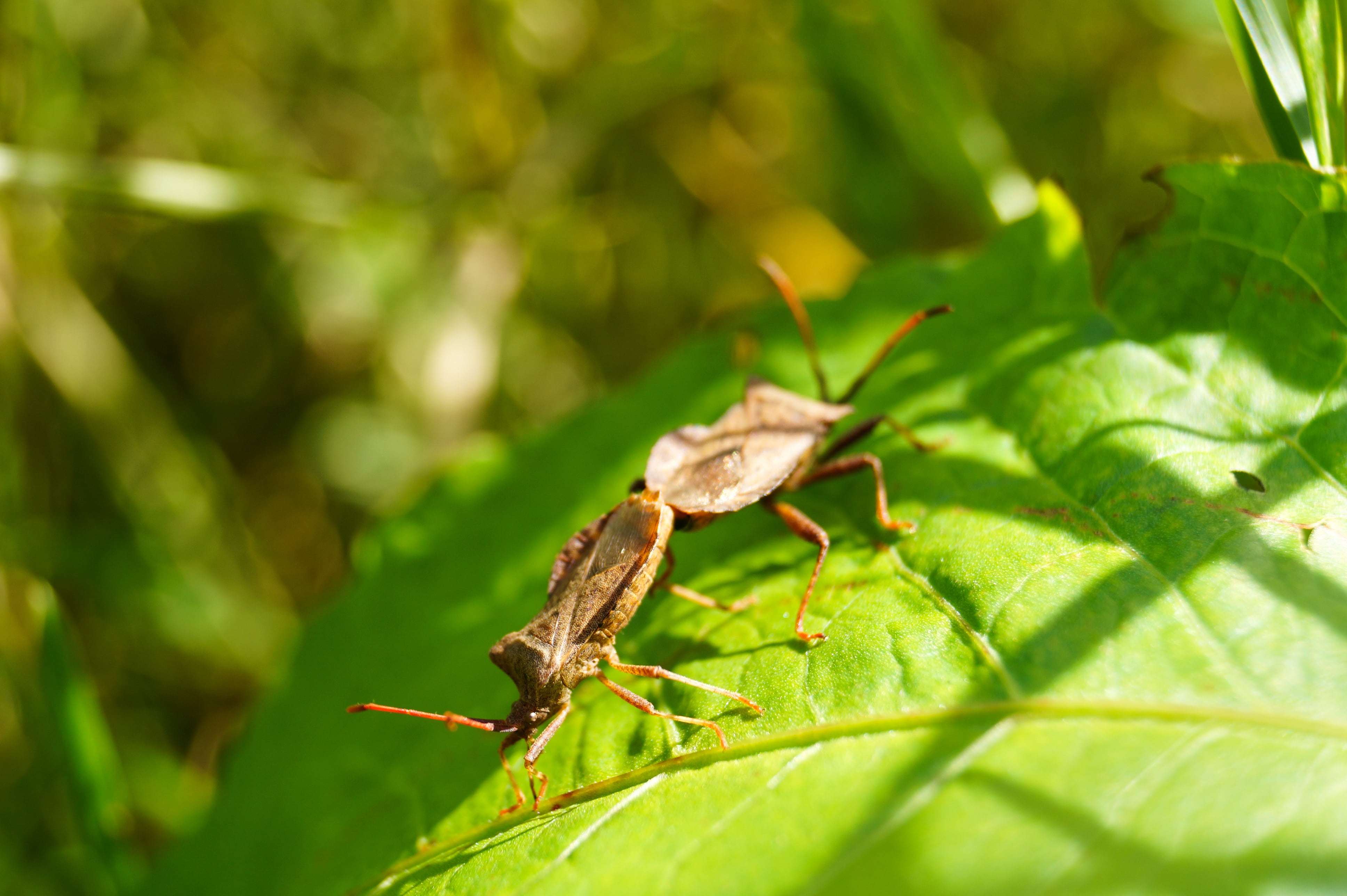 beetle, animal, animals in the wild, grasshopper, close, no people, one animal, 4K, animal themes, day, invertebrate, insect, animal wildlife, plant part, HD Wallpaper