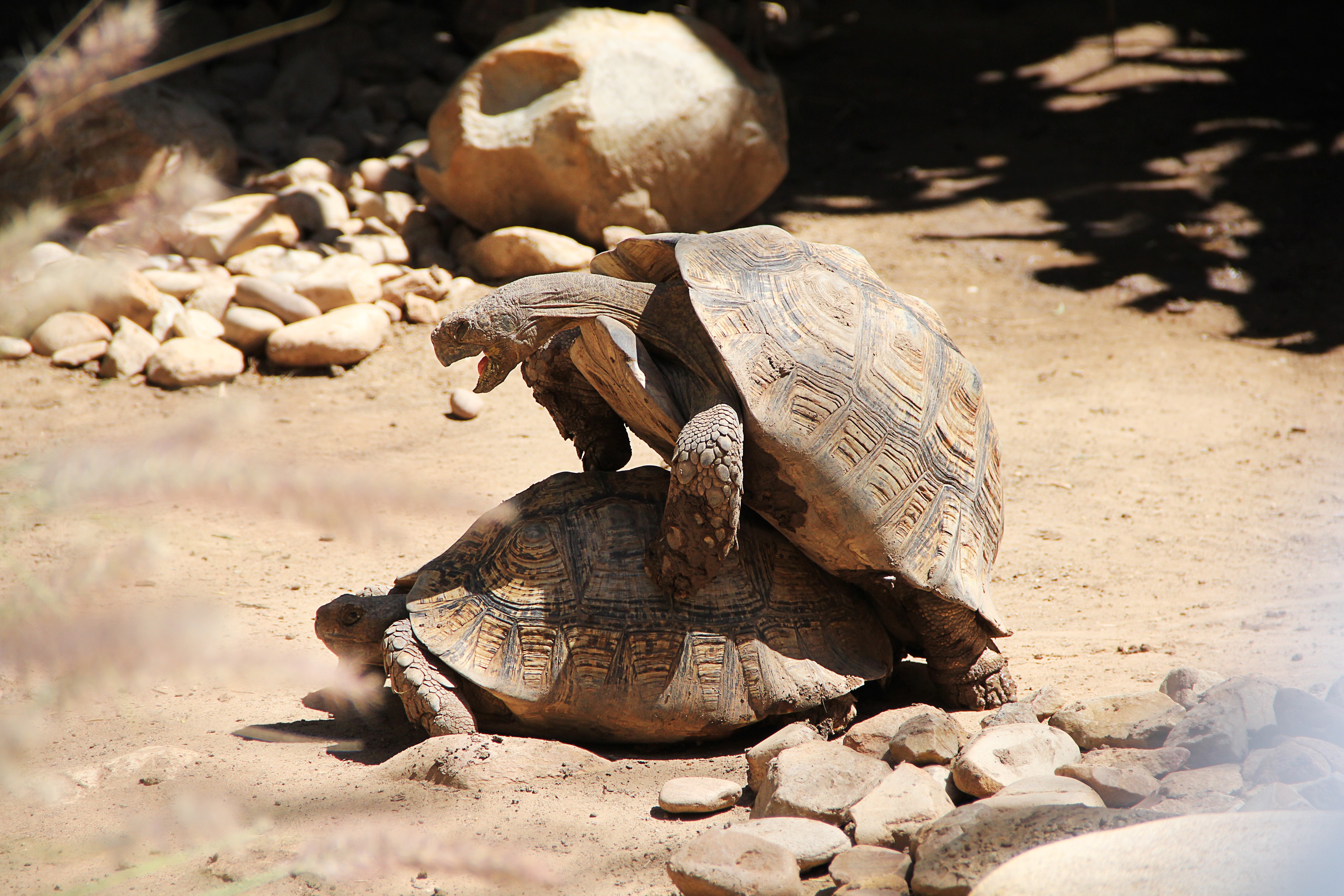 turtle, sunlight, vertebrate, animal shell, focus on foreground, reproduction, 2K, tortoise, group of animals, nature, land, day, two animals, animal themes, HD Wallpaper