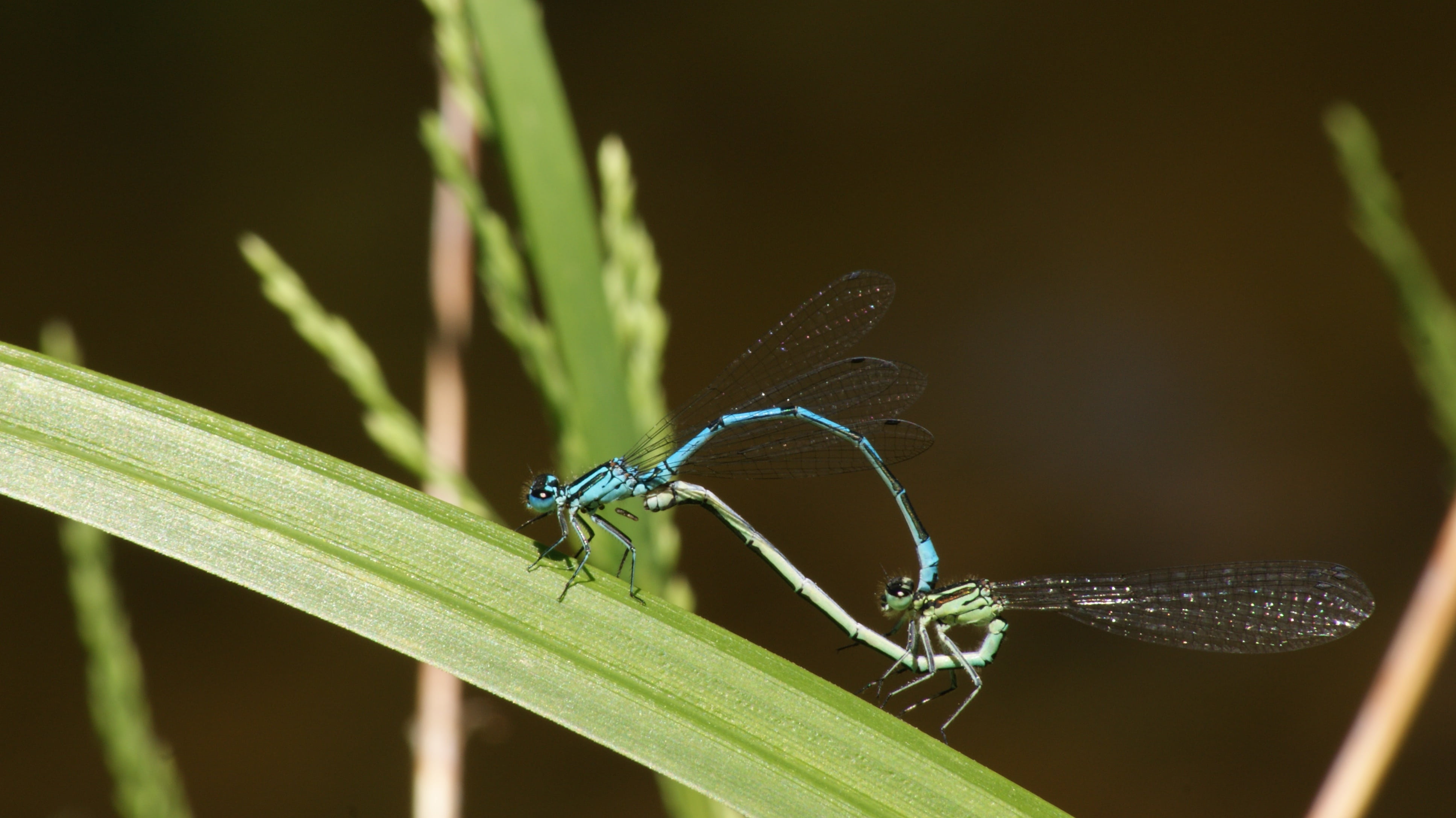 plant part, blue, dragonflies, animals in the wild, nature, green, leaf, animal wing, copulating, pairing, zoology, dragonfly, focus on foreground, biology, HD Wallpaper