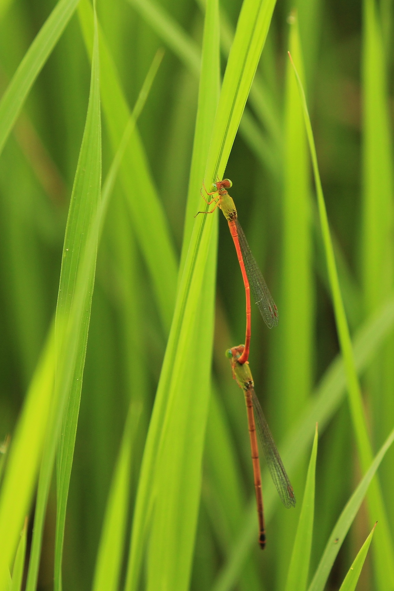 animal themes, green color, invertebrate, plant, focus on foreground, plant part, one animal, red, grass, no people, reproduction, zoology, blade of grass, Phone HD Wallpaper