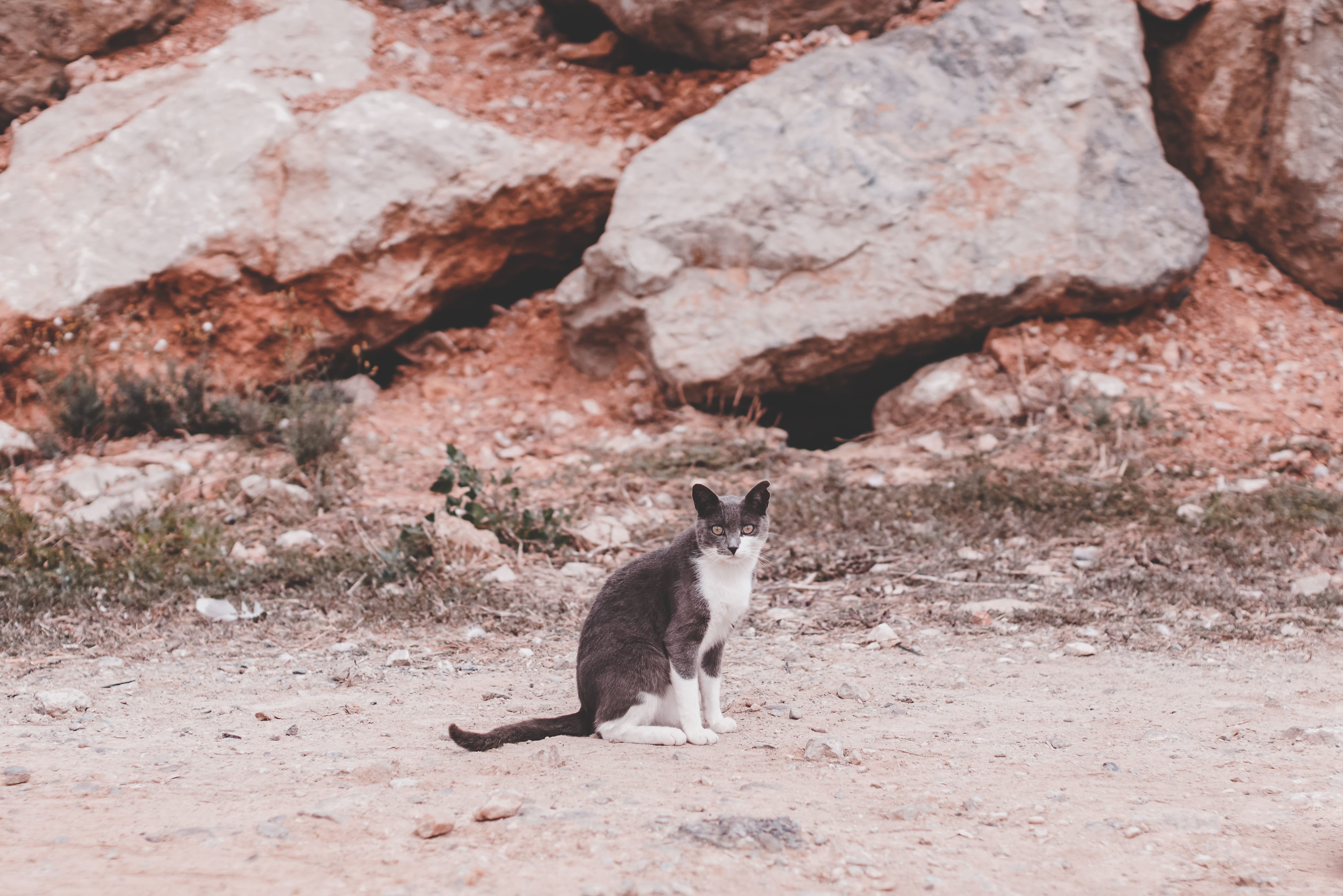 black, near, domestic cat, whisker, rodent, animal, front, domestic, pets, feline, rock - object, grey, animal wildlife, rock, no people, wild, day, gray, HD Wallpaper