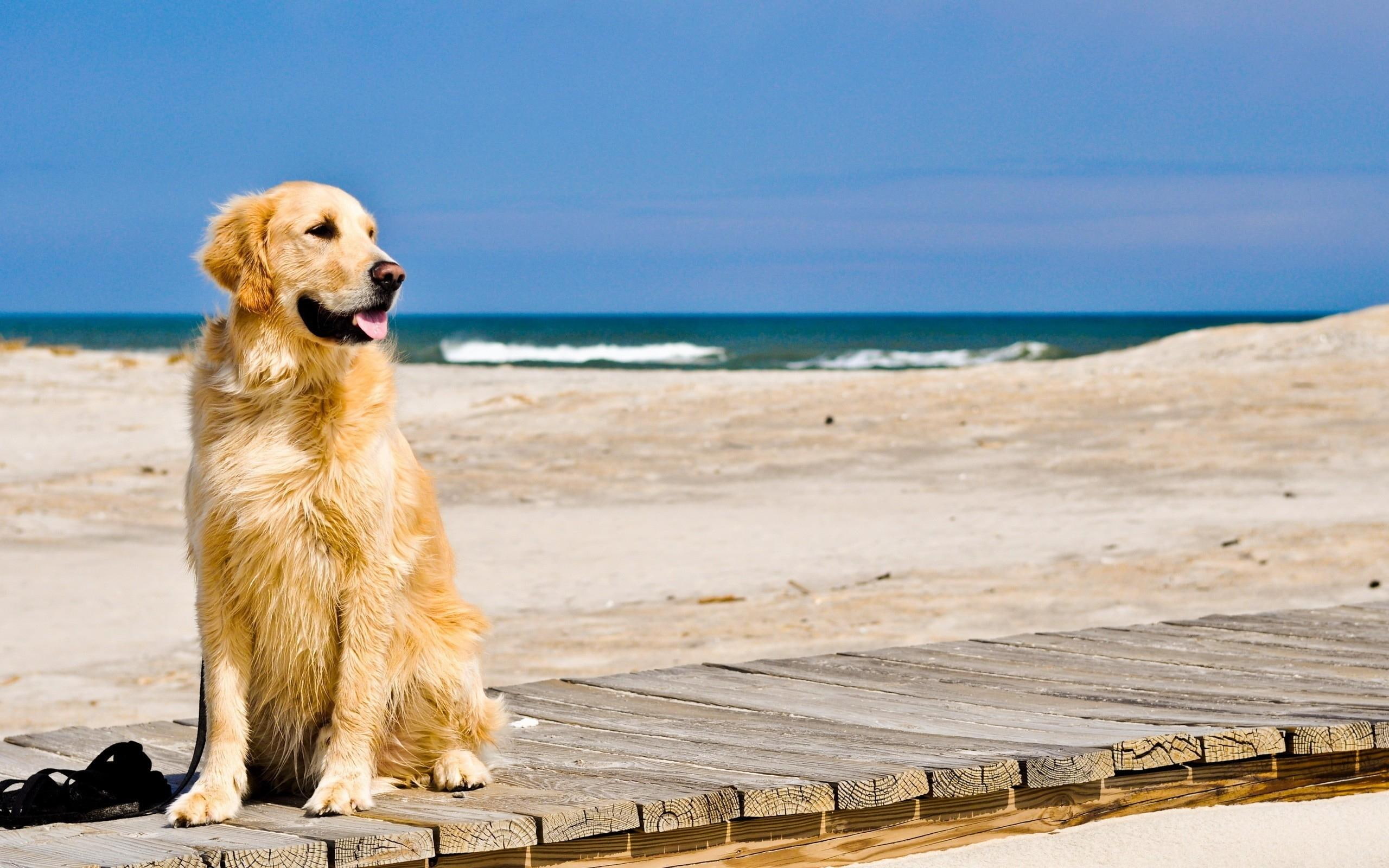 waiting, track, dog, beach, 2K, animals, sand, HD Wallpaper