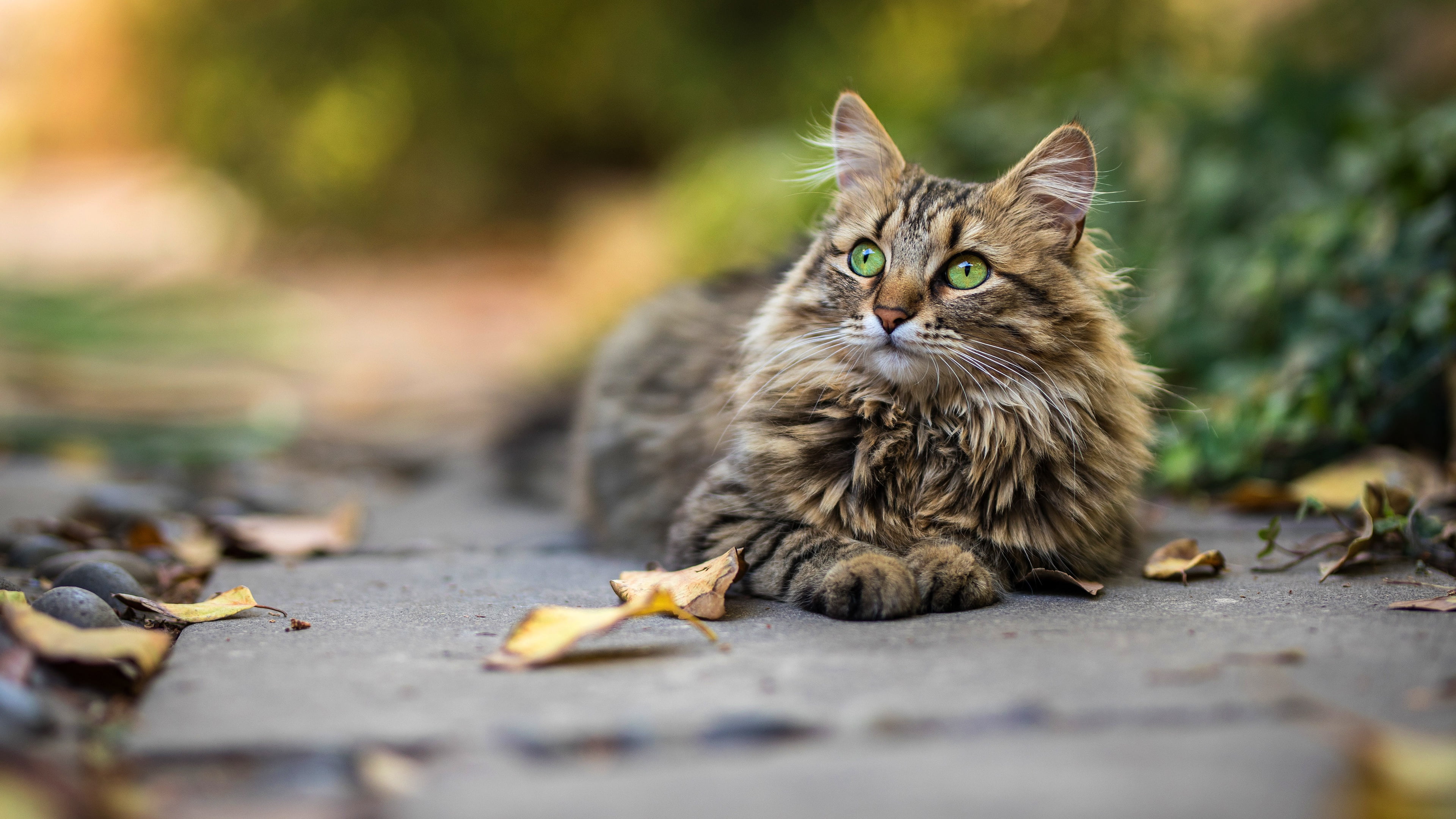 look, cat, green eyes, face, blurred background, leaves, 4K, vegetation, fluffy, lies, falling leaves, autumn, tile, bokeh, track, HD Wallpaper