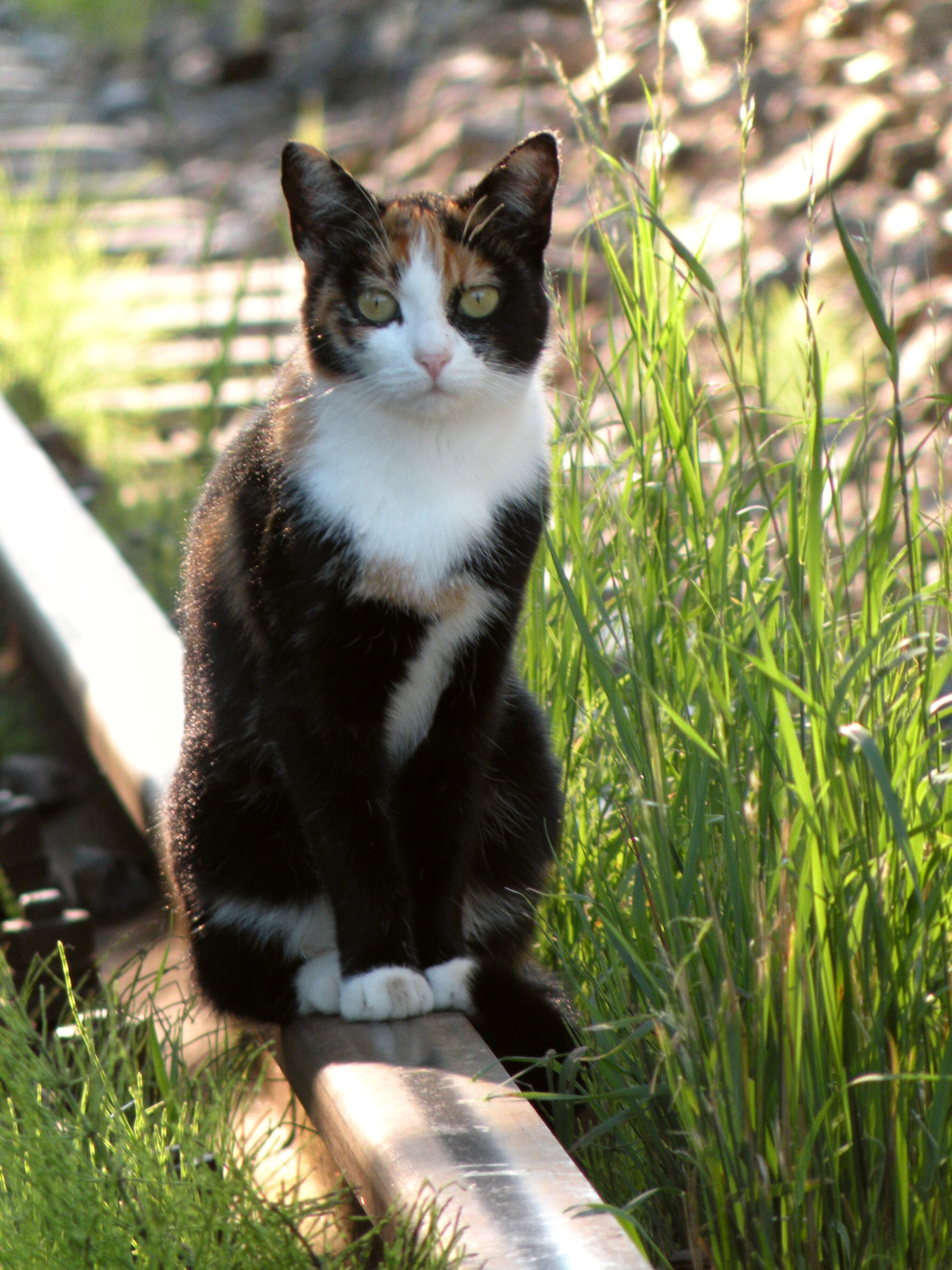 one animal, mieze, no people, Cat, day, sitting, rail, Track, vertebrate, field, sunlight, Railway, Rail, animal themes, grass, domestic cat, feline, whisker, Phone HD Wallpaper