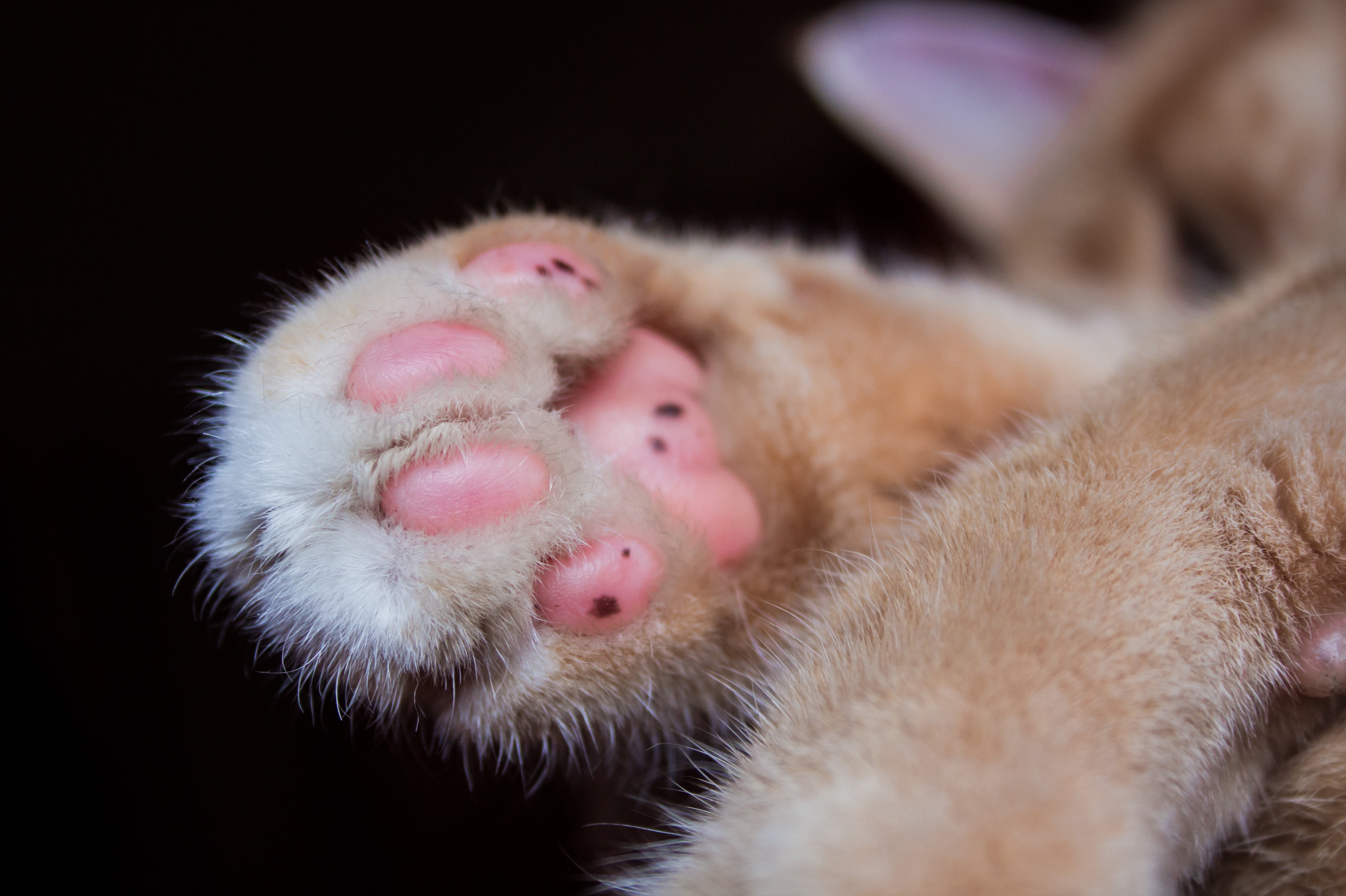 skin, close-up, animal wildlife, fluffy, domestic cat, outdoors, paw prints, orange, animal hair, animal, animal track, cute, group of animals, animal body part, HD Wallpaper