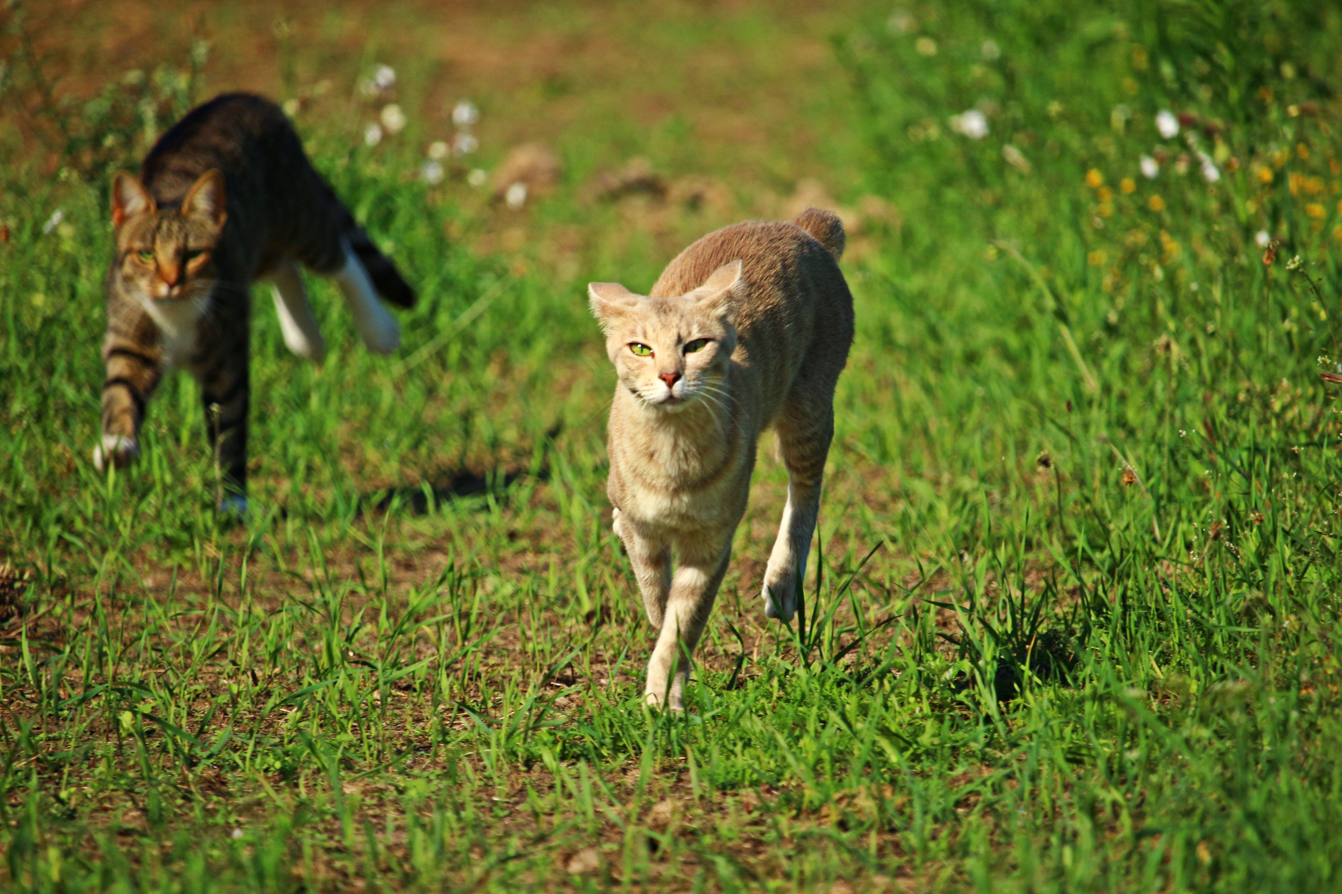 plant, walking, nature, feline, race, hunting, survival, cat, 5K, grass, animals hunting, tracking, no people, group of animals, animals in the wild, tiger cat, HD Wallpaper