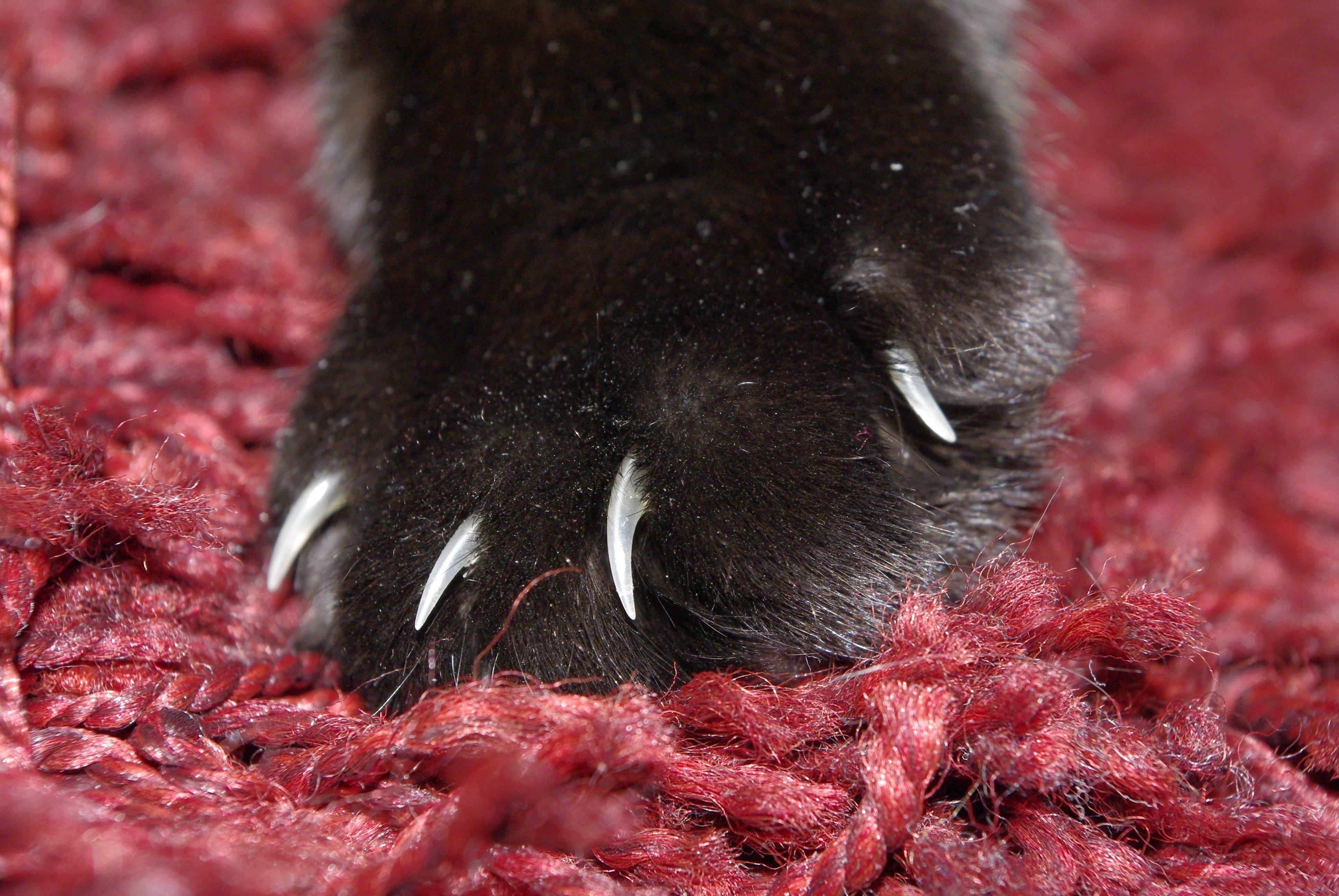 vertebrate, cats paw, close-up, domestic cat, pet, whisker, mammal, red, adidas, clean, nature, cat, animal body part, animal hair, animal wildlife, mieze, HD Wallpaper