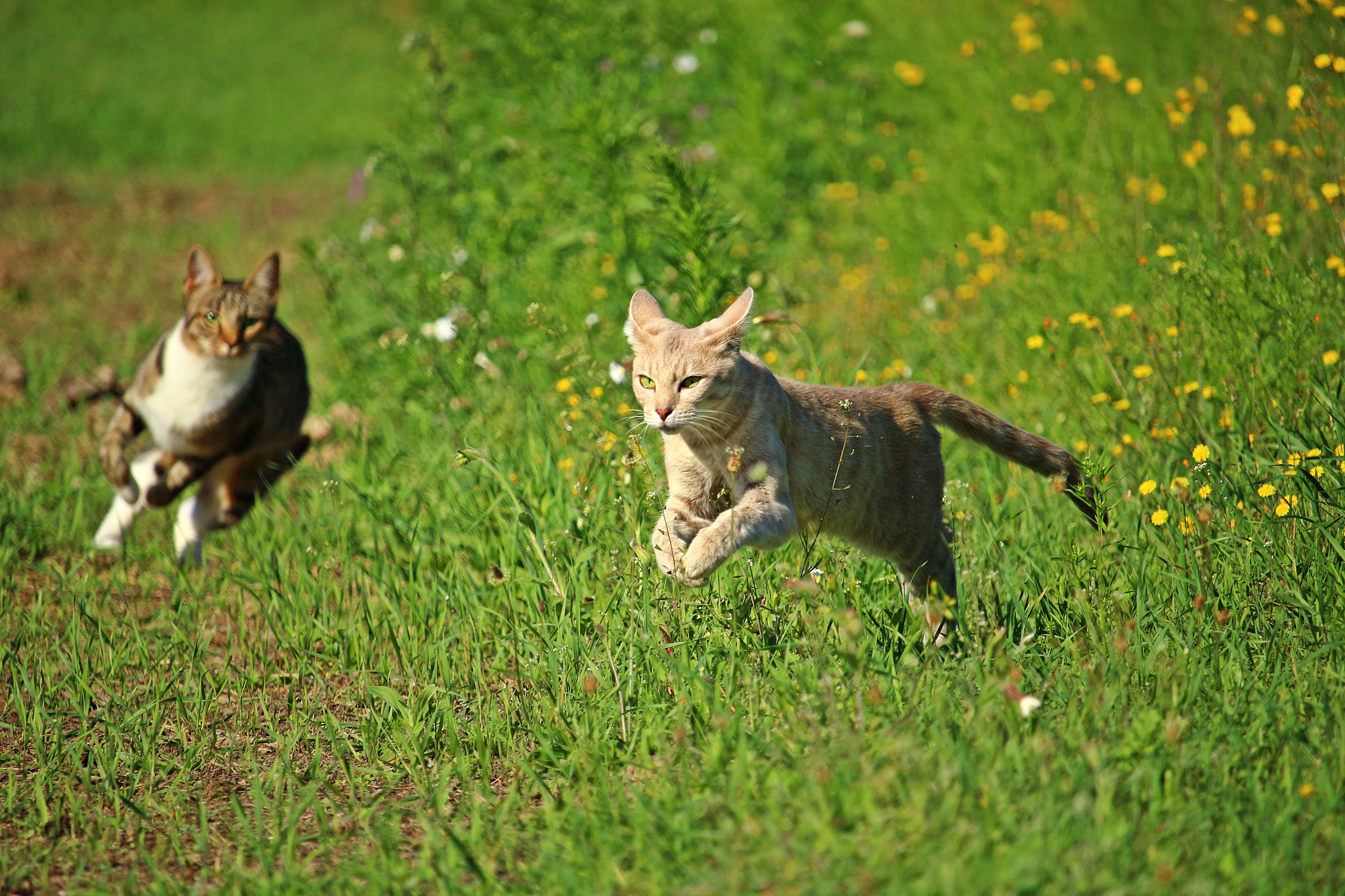 hunting, kitten, domestic, play, animal themes, plant, animal, no people, two, grey tabby, 5K, field, nature, land, outdoors, group of animals, two animals, HD Wallpaper