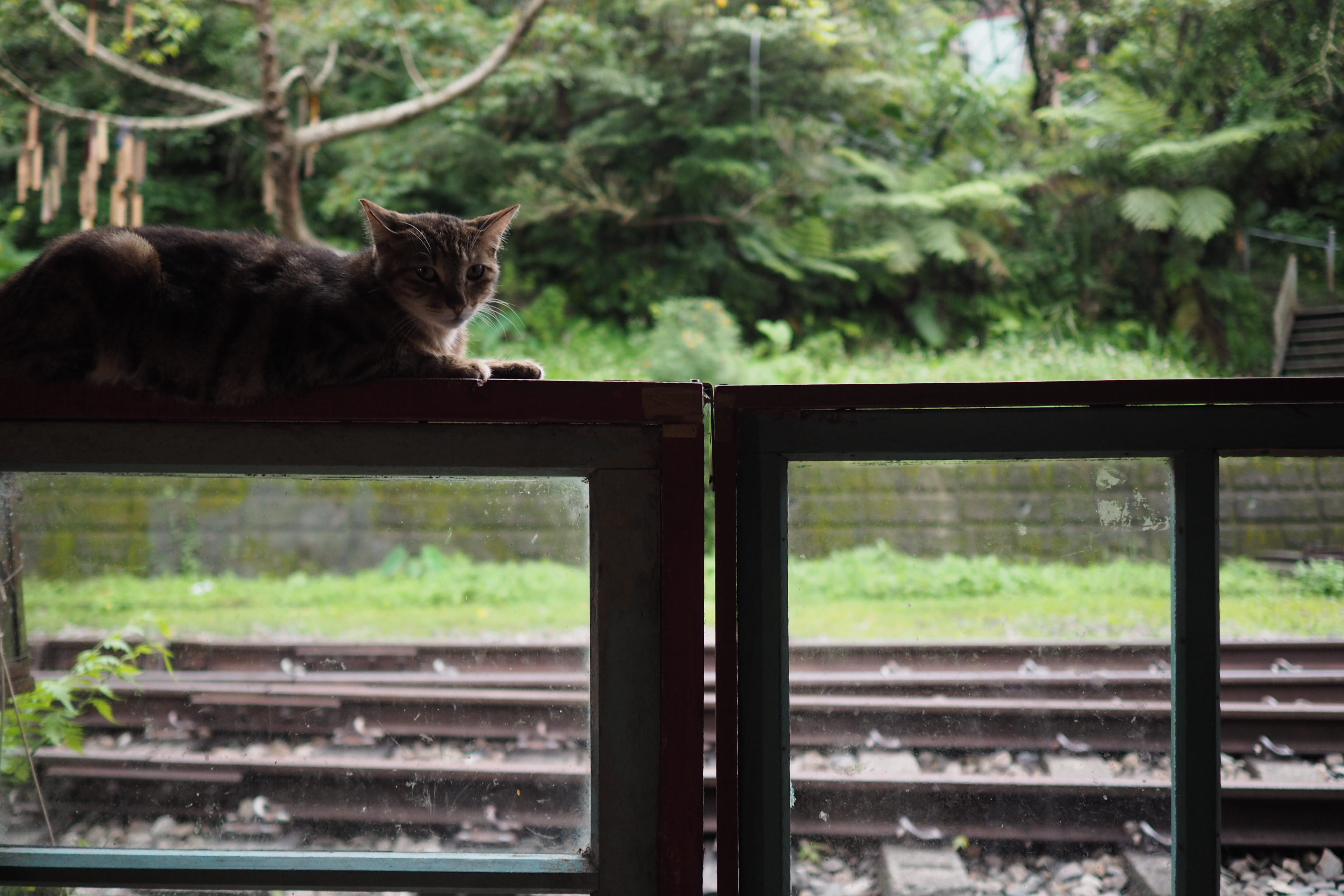 no people, 4K, plant, transportation, animal themes, pet, relaxation, handrail, vertebrate, outdoors, mammal, tree, domestic cat, manx, kitten, one animal, HD Wallpaper