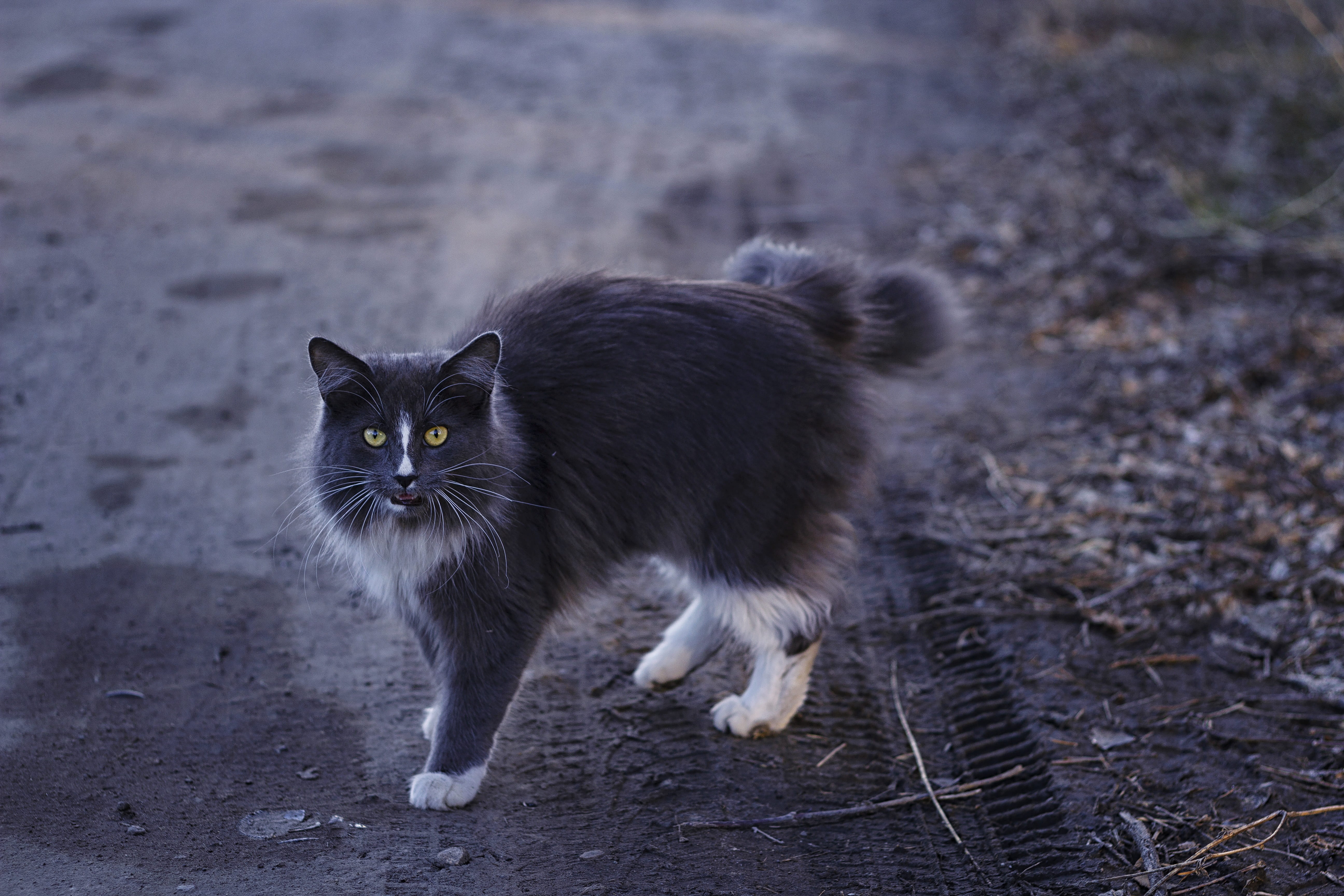 animal eye, no people, gravel, looking at camera, feline, domestic, whisker, animal hair, cat, street, land, portrait, one animal, tyre tracks, black color, HD Wallpaper