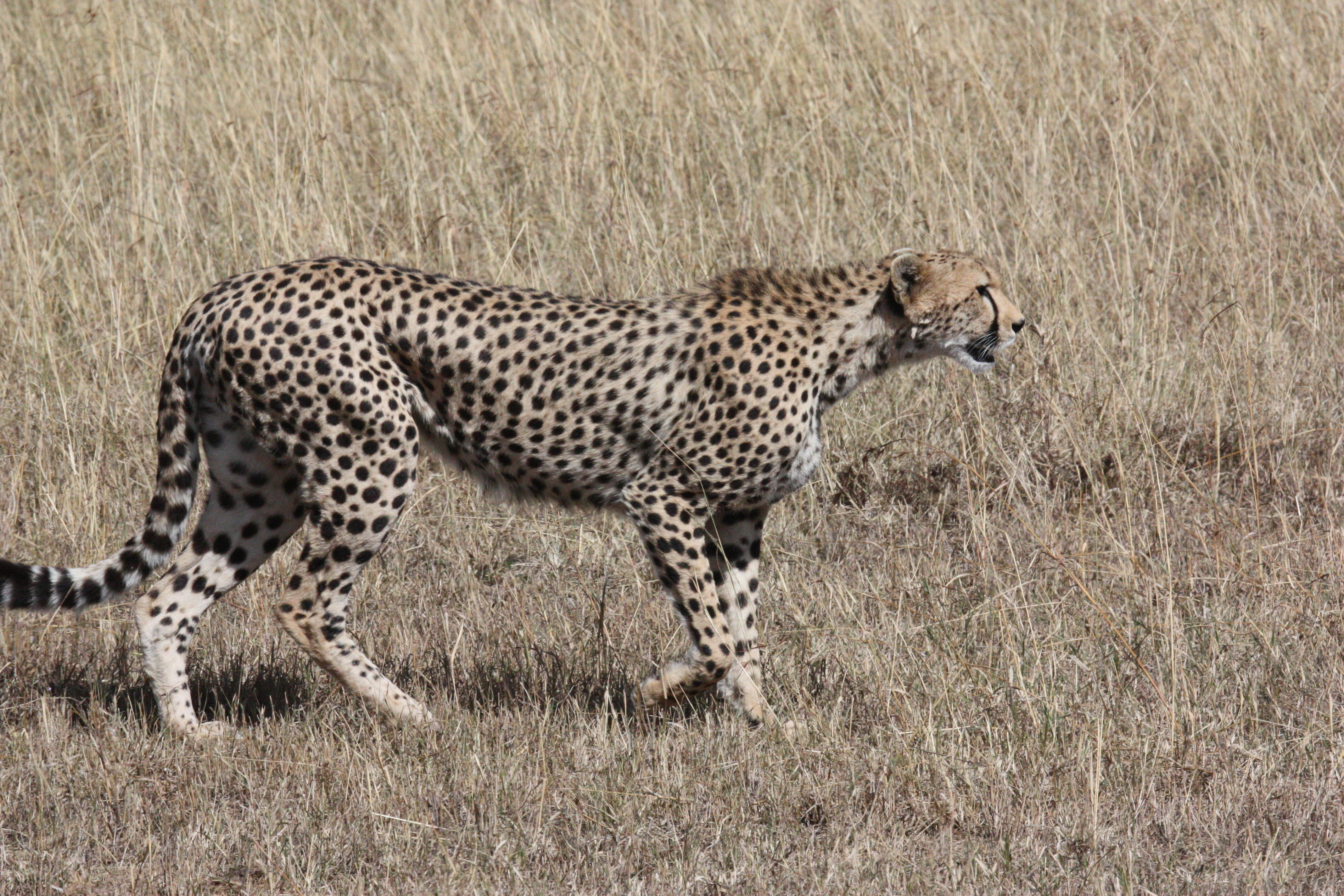 speed, survive, serengeti, hunt, vertebrate, fast, masai Mara National Reserve, no people, animals wildlife, tanzania, african Cheetah, cat, africa, wildlife, HD Wallpaper